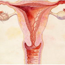 Uterus