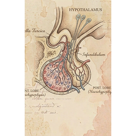 Pituitary gland