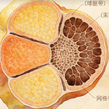 Adrenal gland