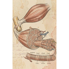 Skeletal muscle