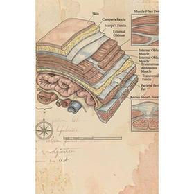 Abdominal wall