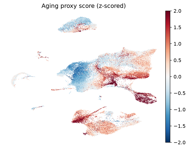 Heuristic aging score on UMAP