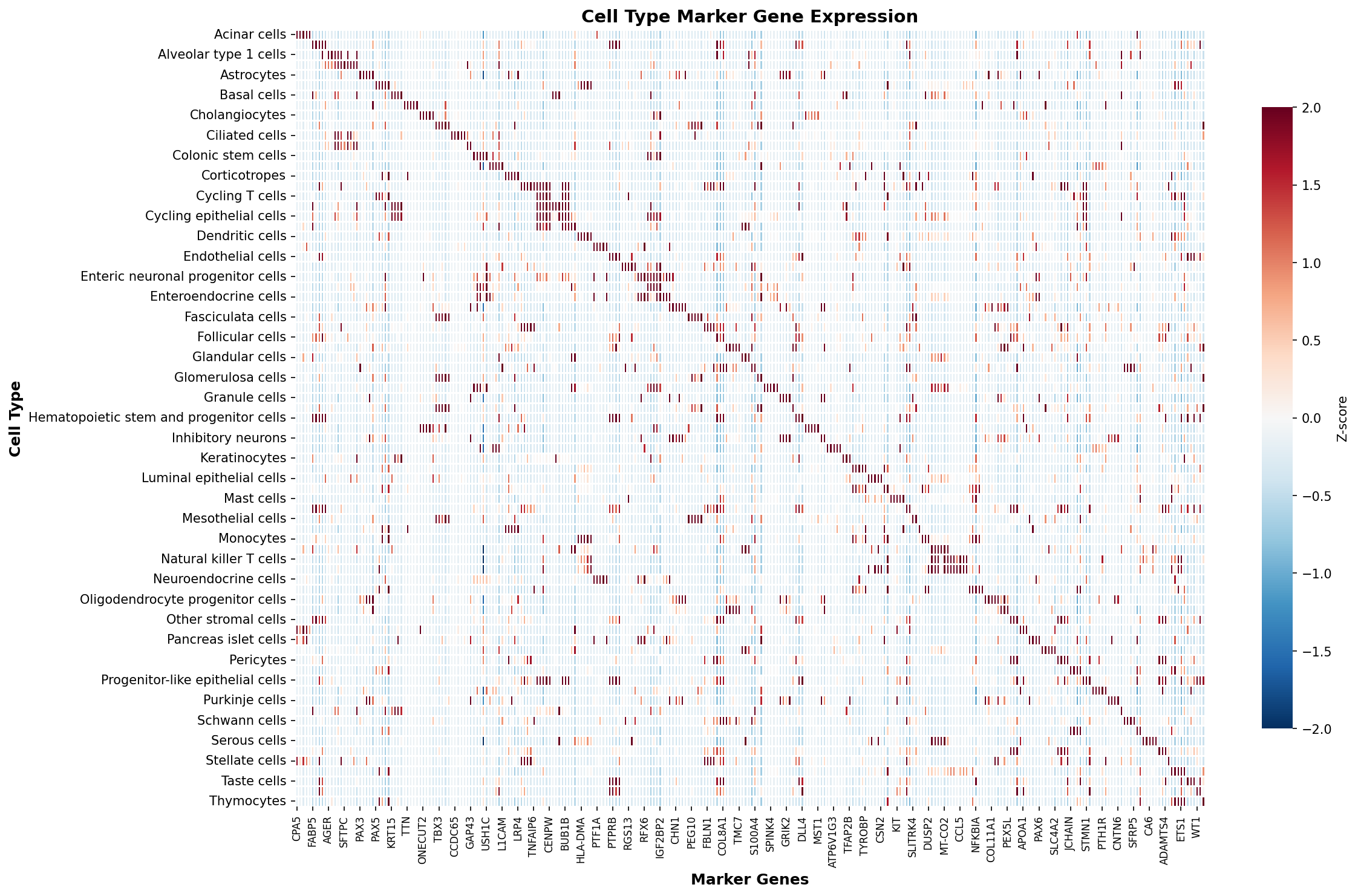 Marker Gene Heatmap
