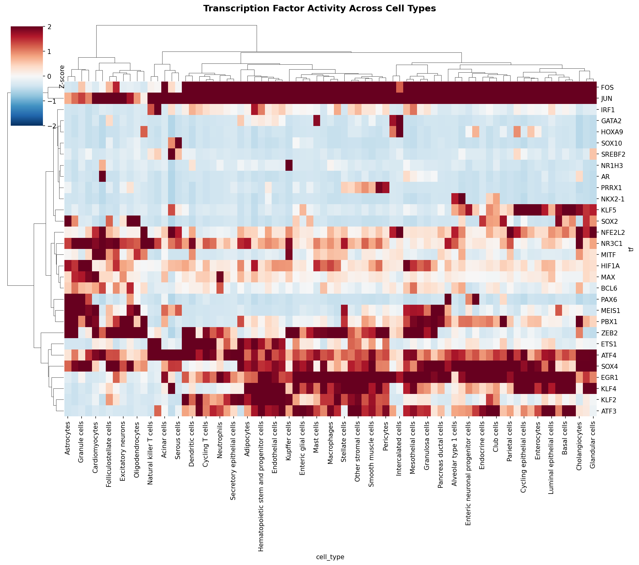 TF Activity Heatmap