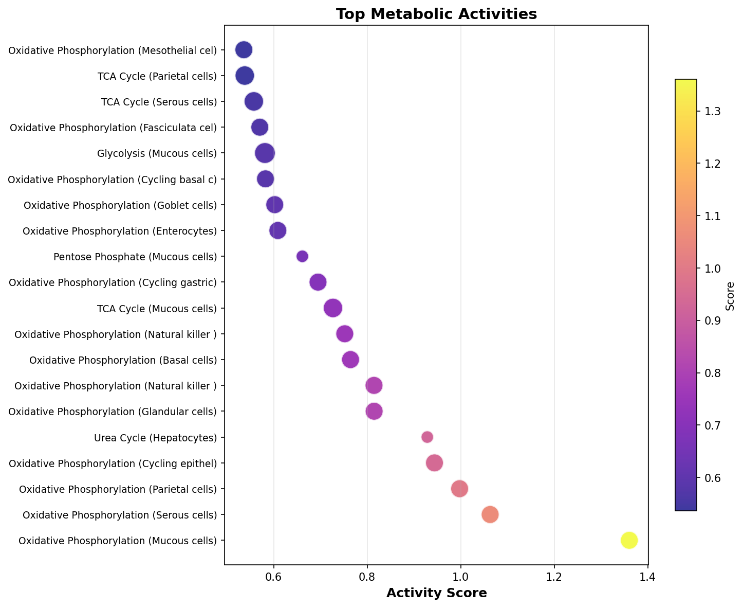 Top Metabolic Activities