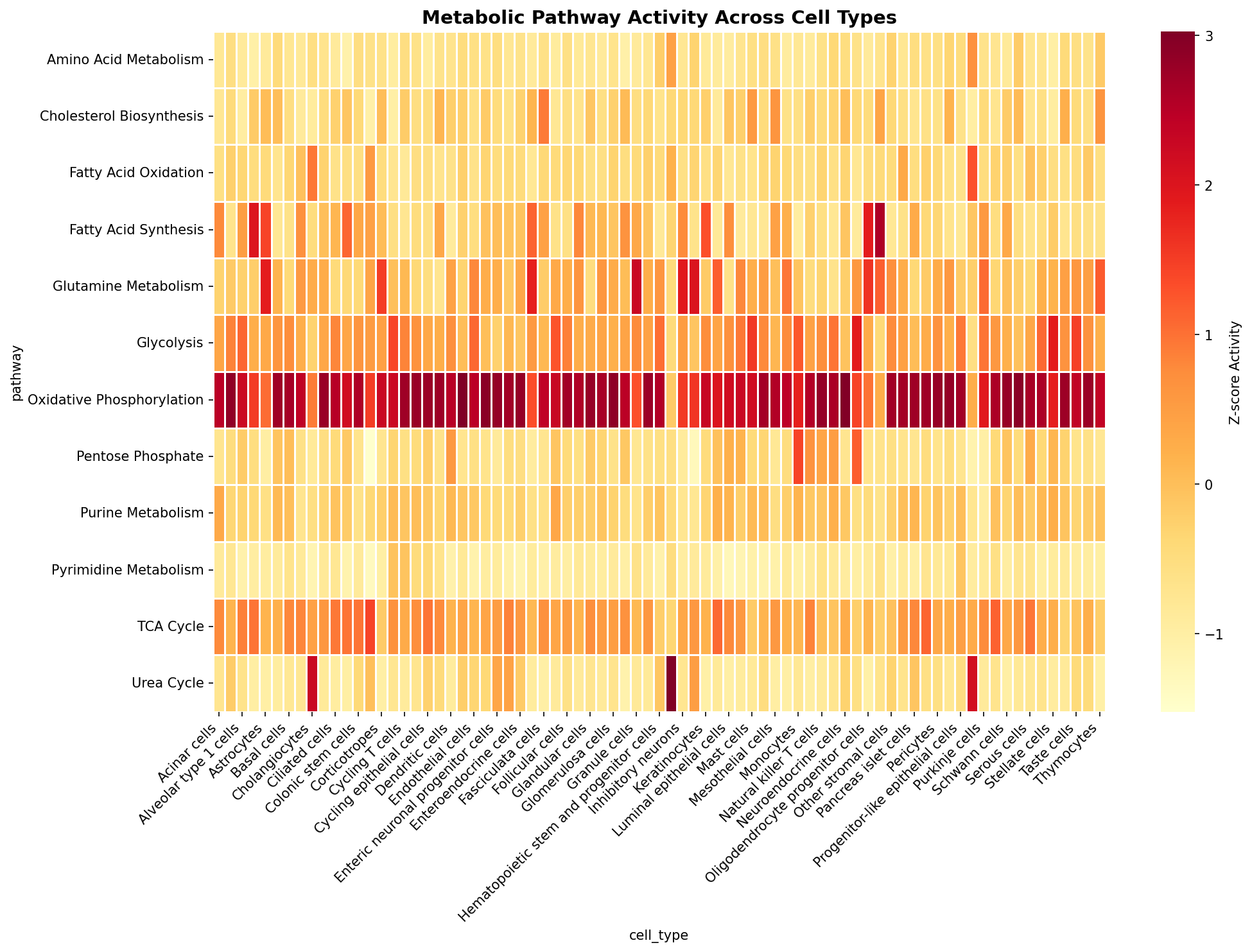 Metabolic Pathway Heatmap