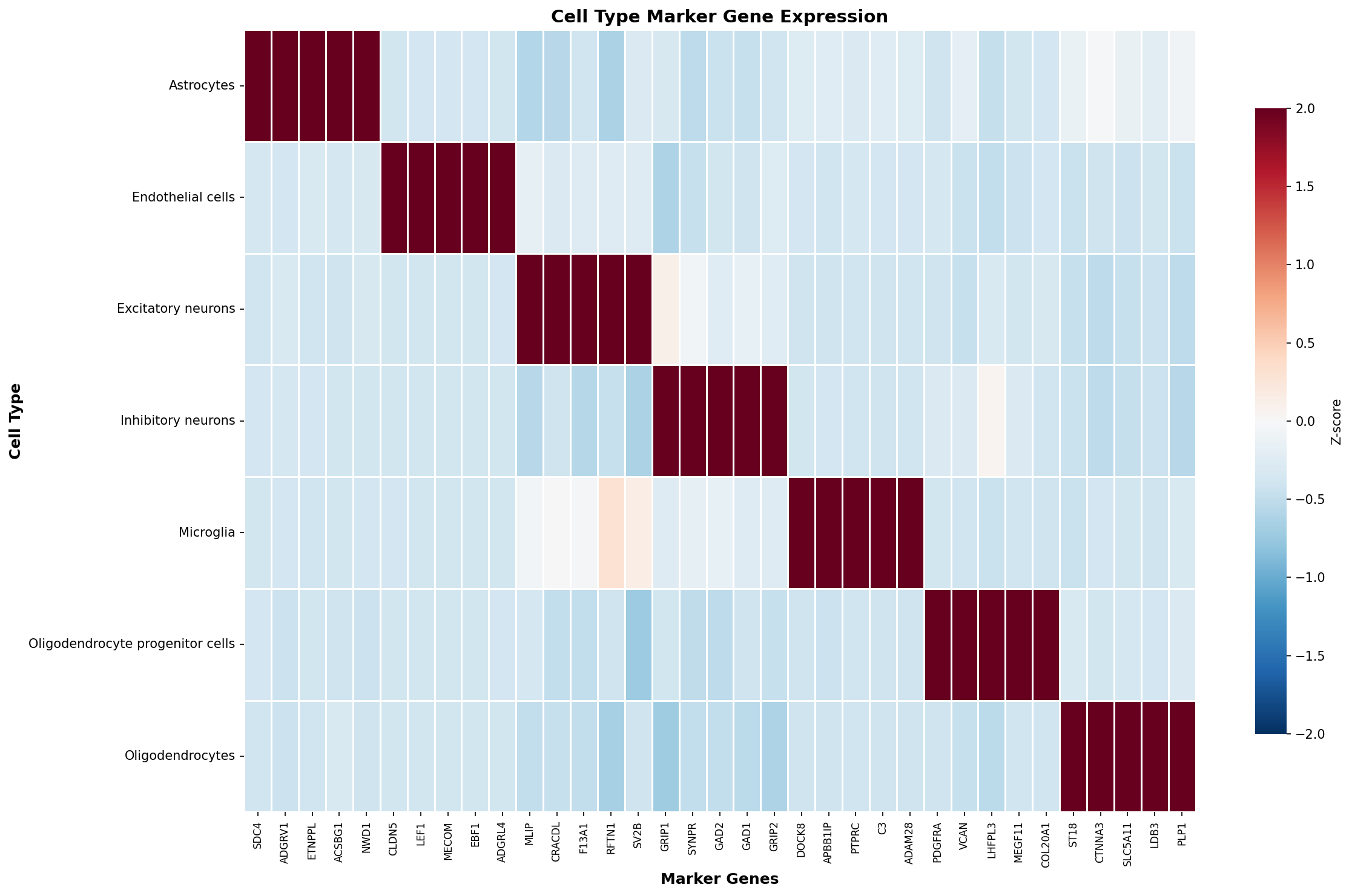 Marker Gene Heatmap