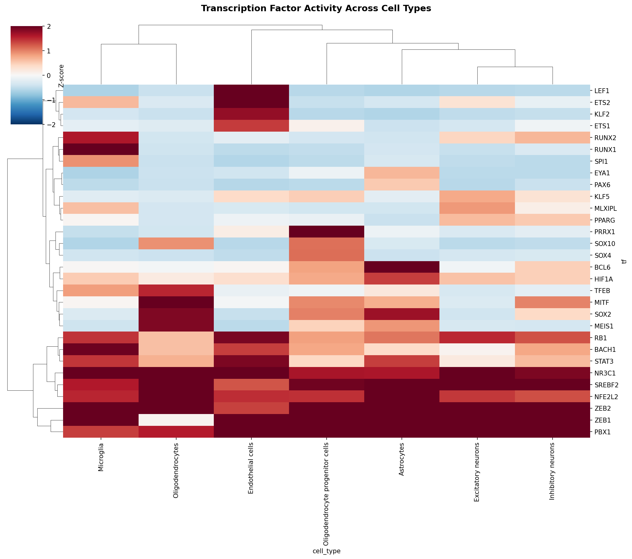 TF Activity Heatmap