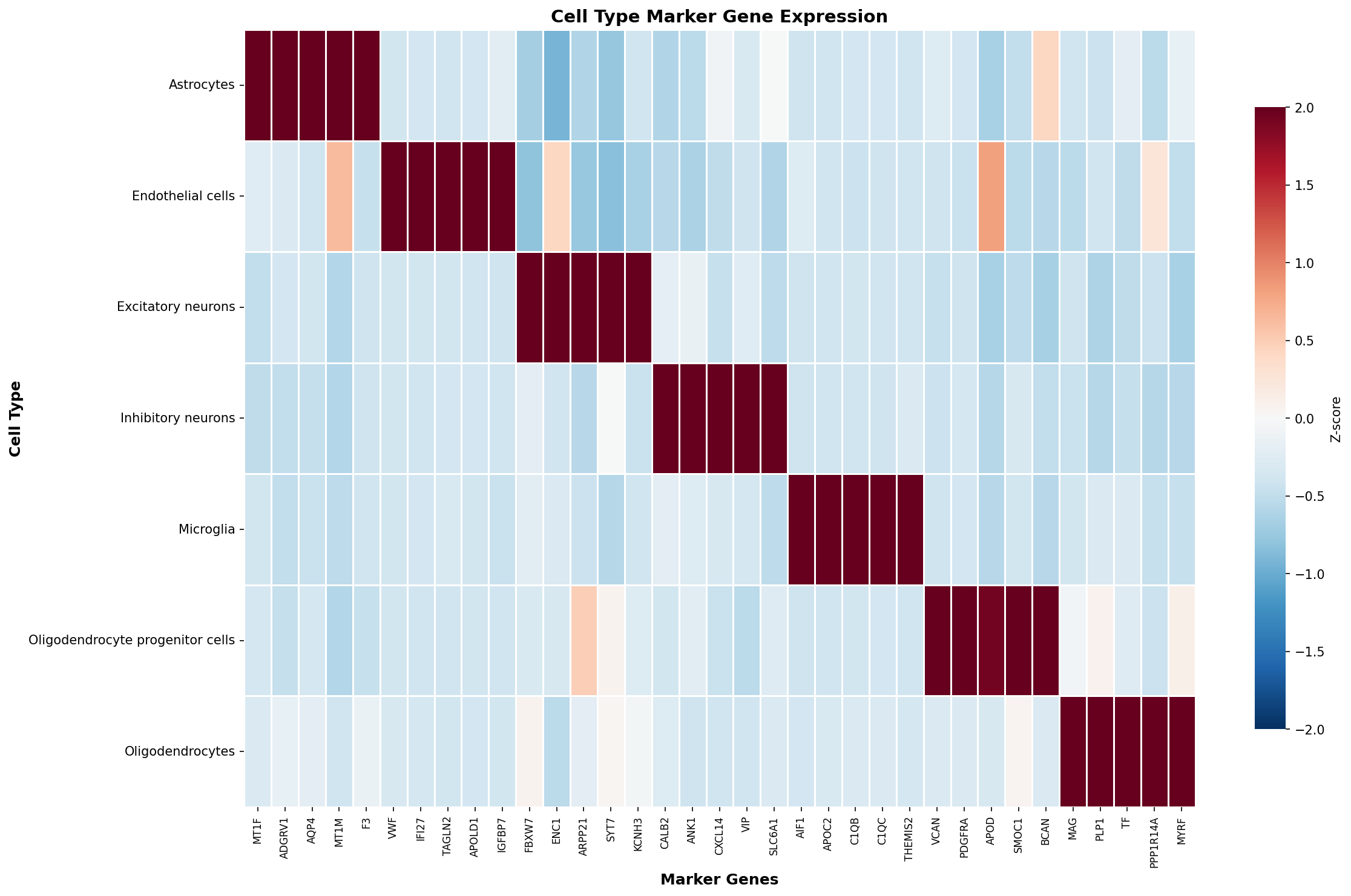 Marker Gene Heatmap