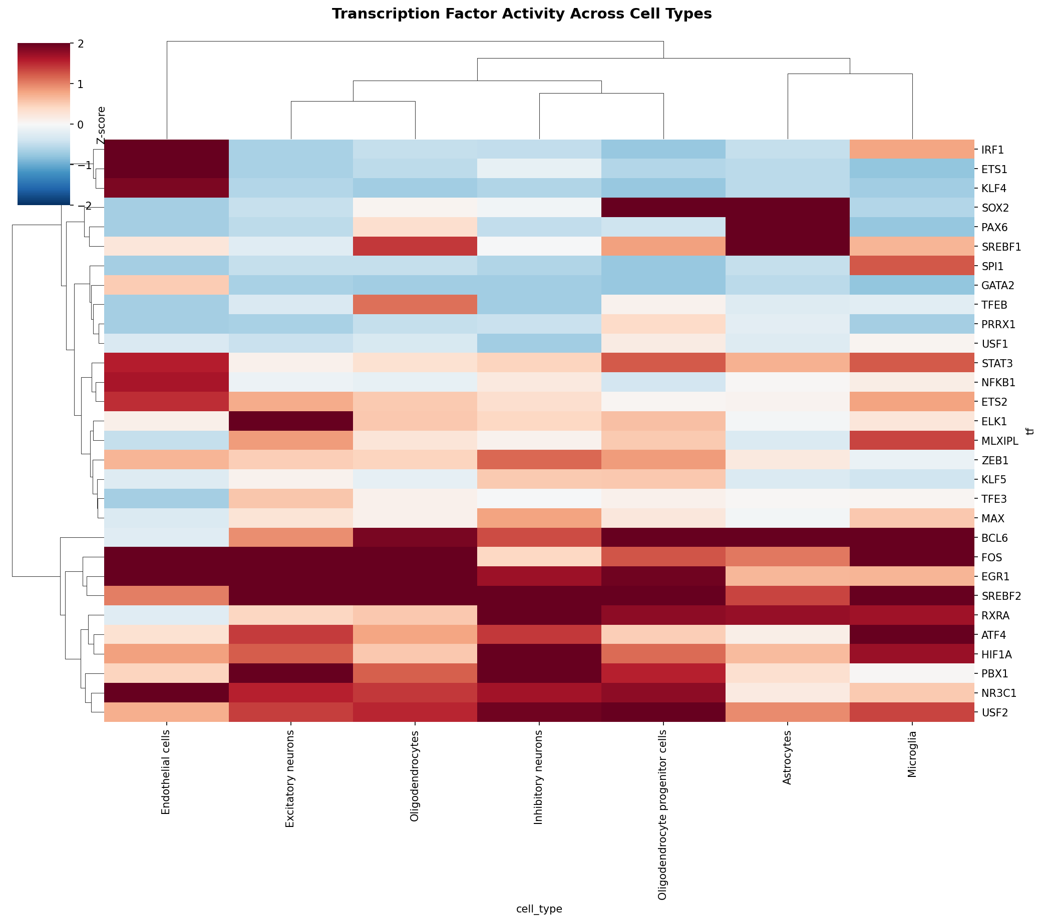 TF Activity Heatmap