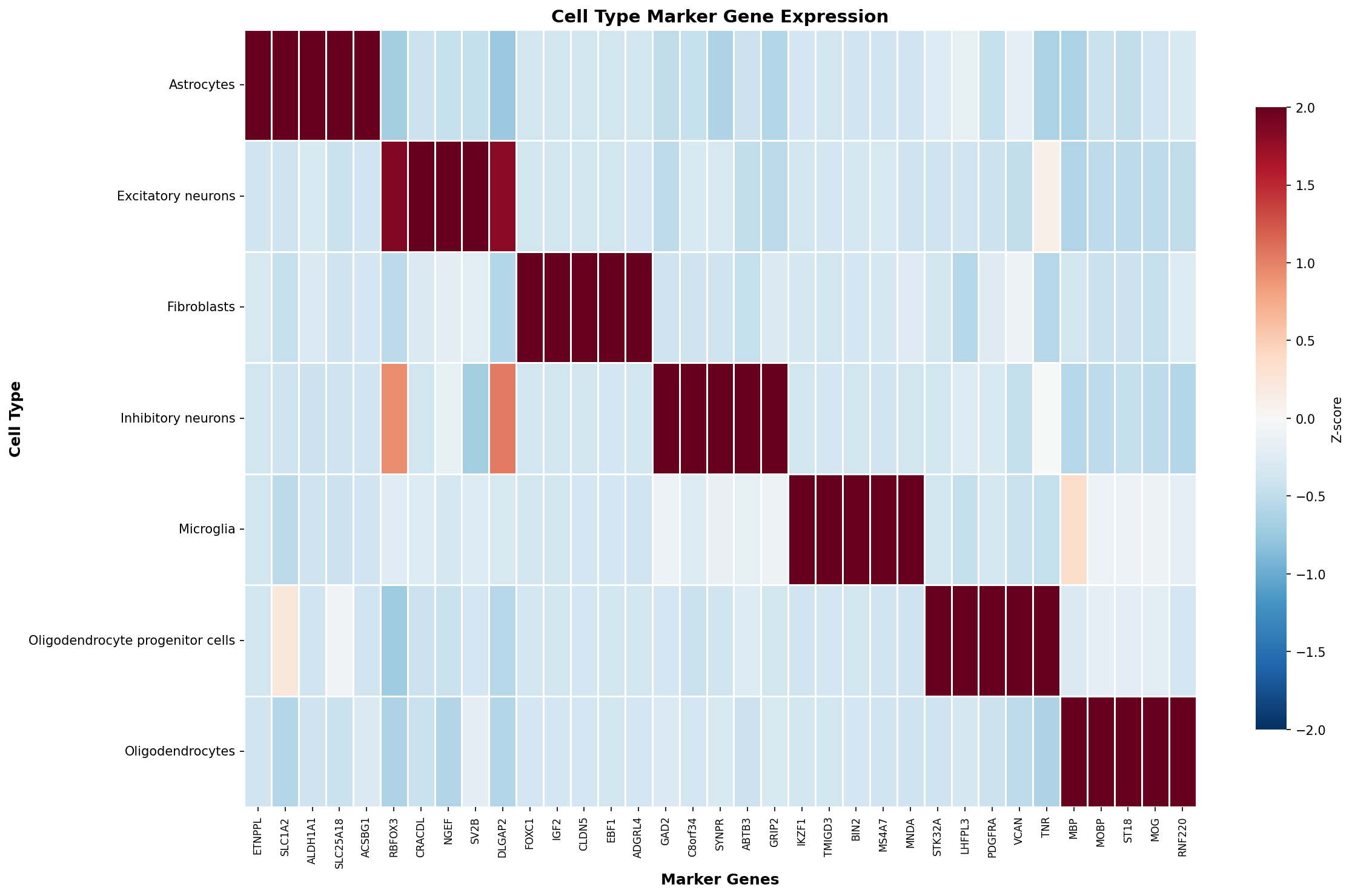 Marker Gene Heatmap