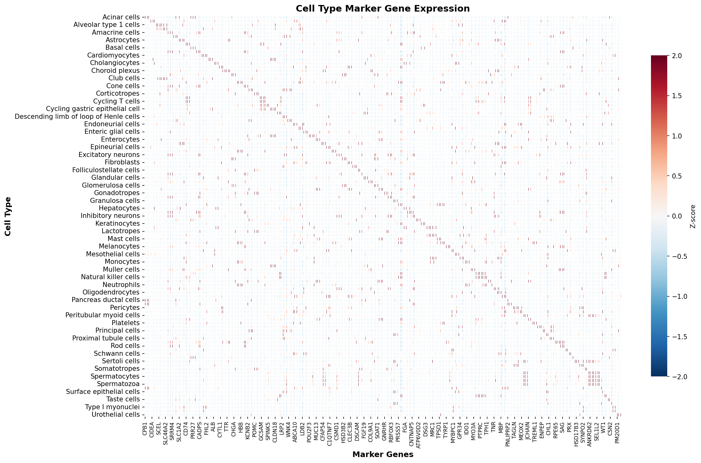 Marker Gene Heatmap