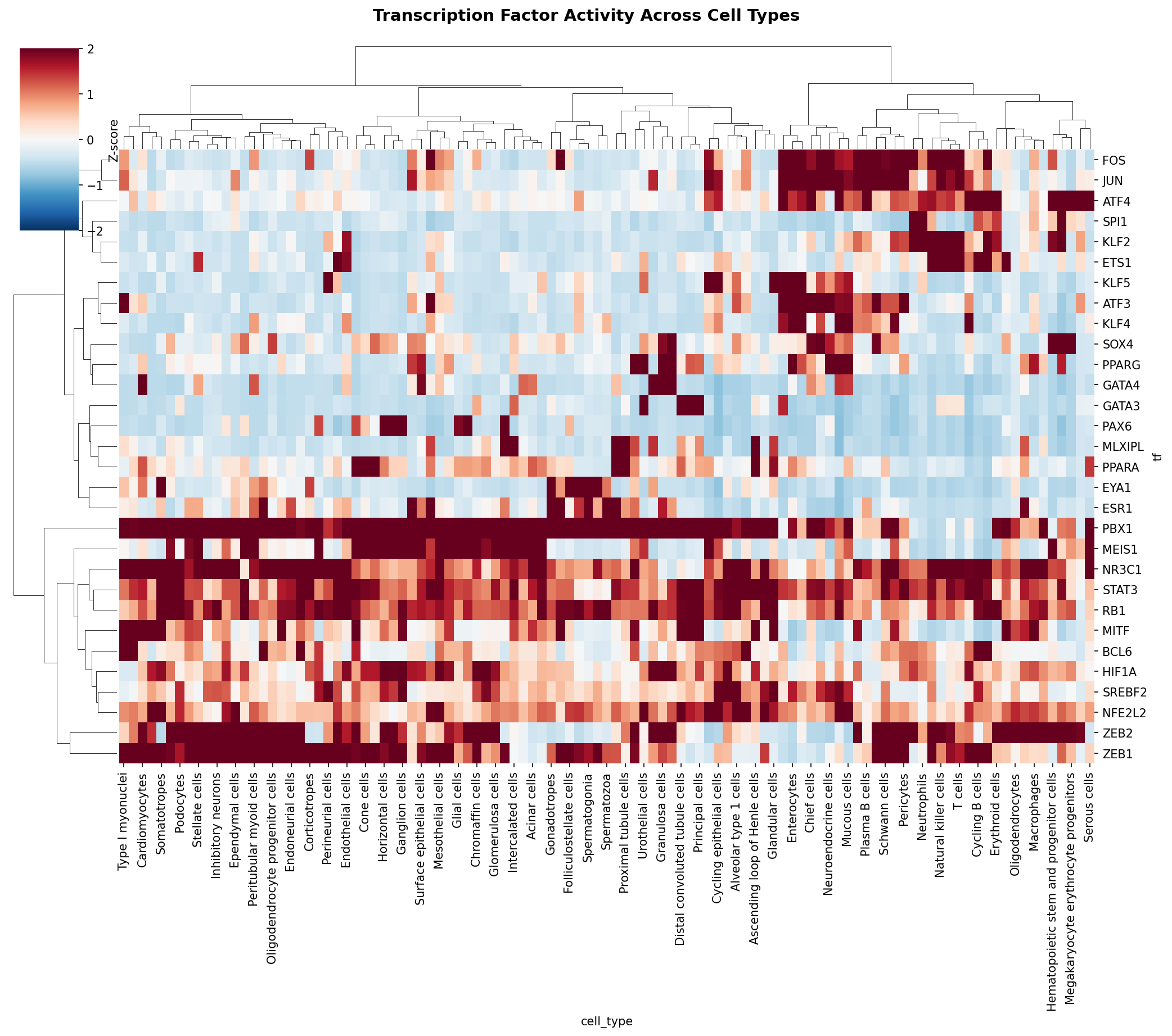 TF Activity Heatmap
