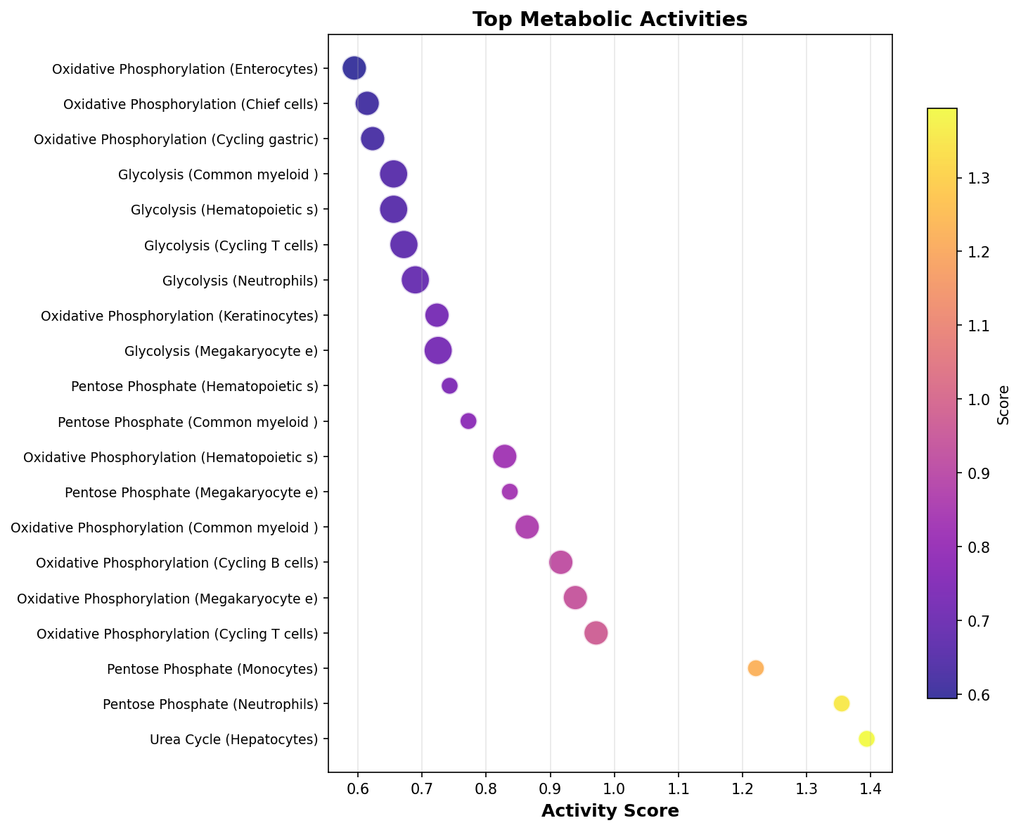 Top Metabolic Activities