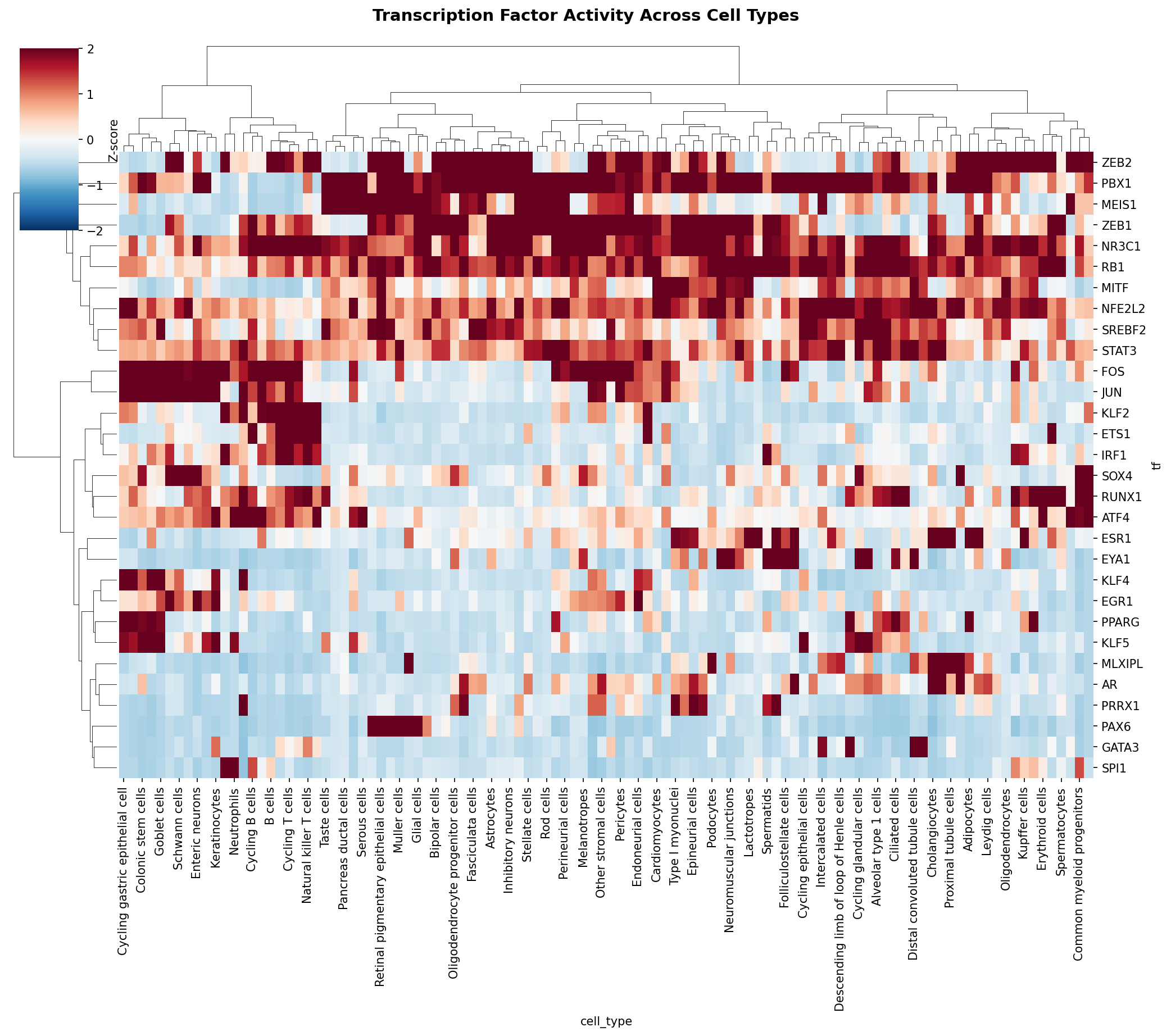 TF Activity Heatmap