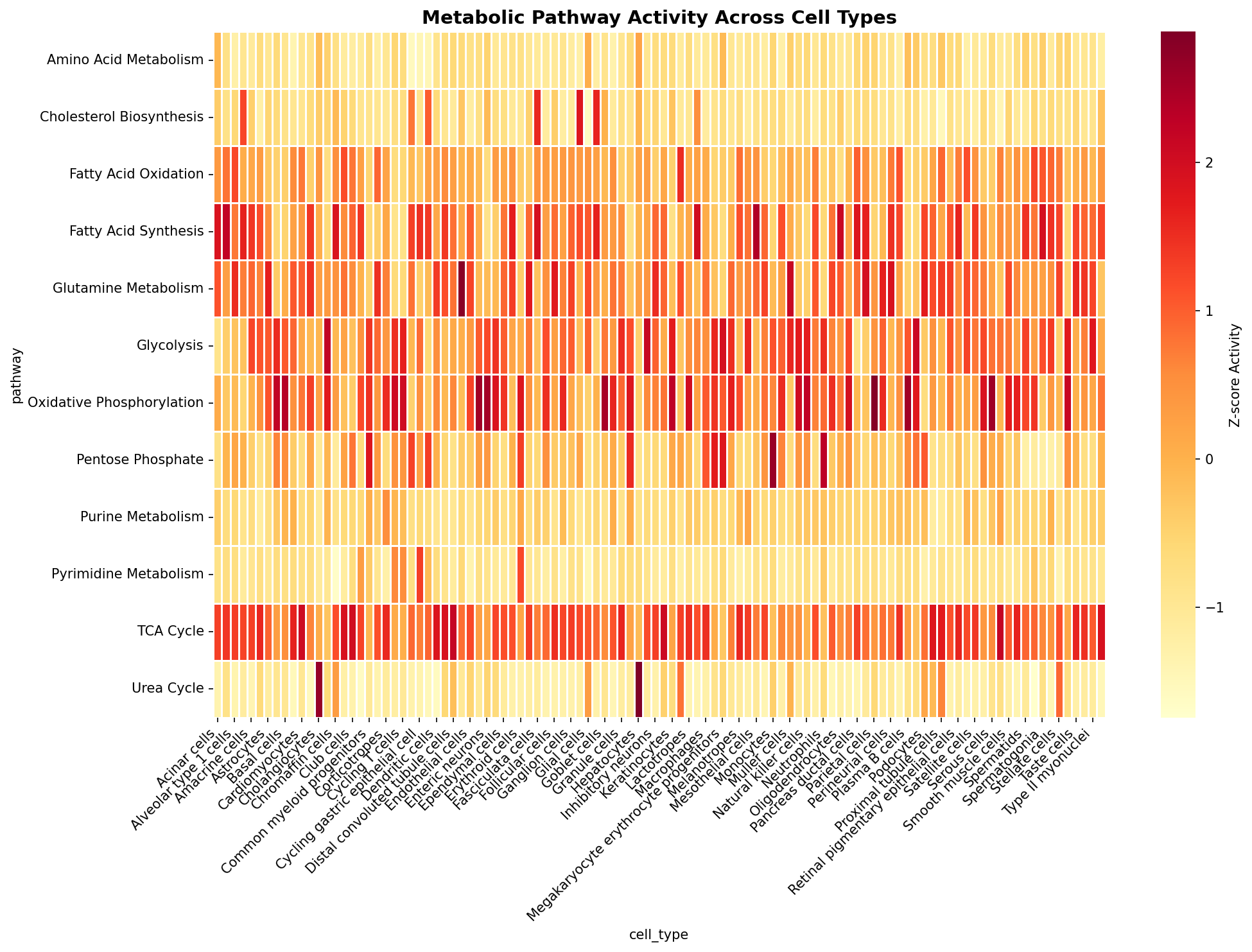 Metabolic Pathway Heatmap