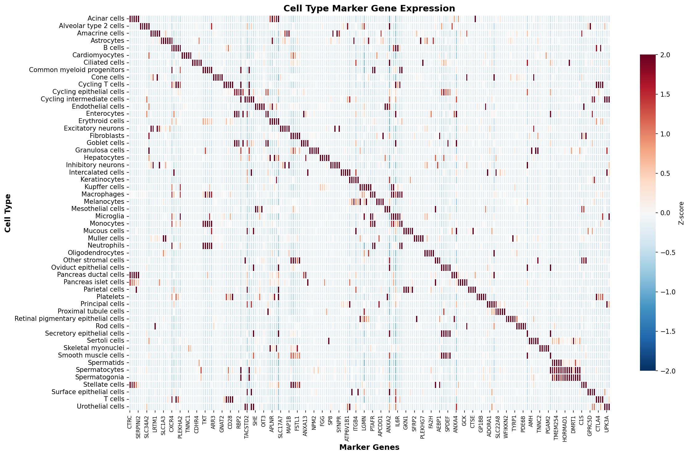Marker Gene Heatmap