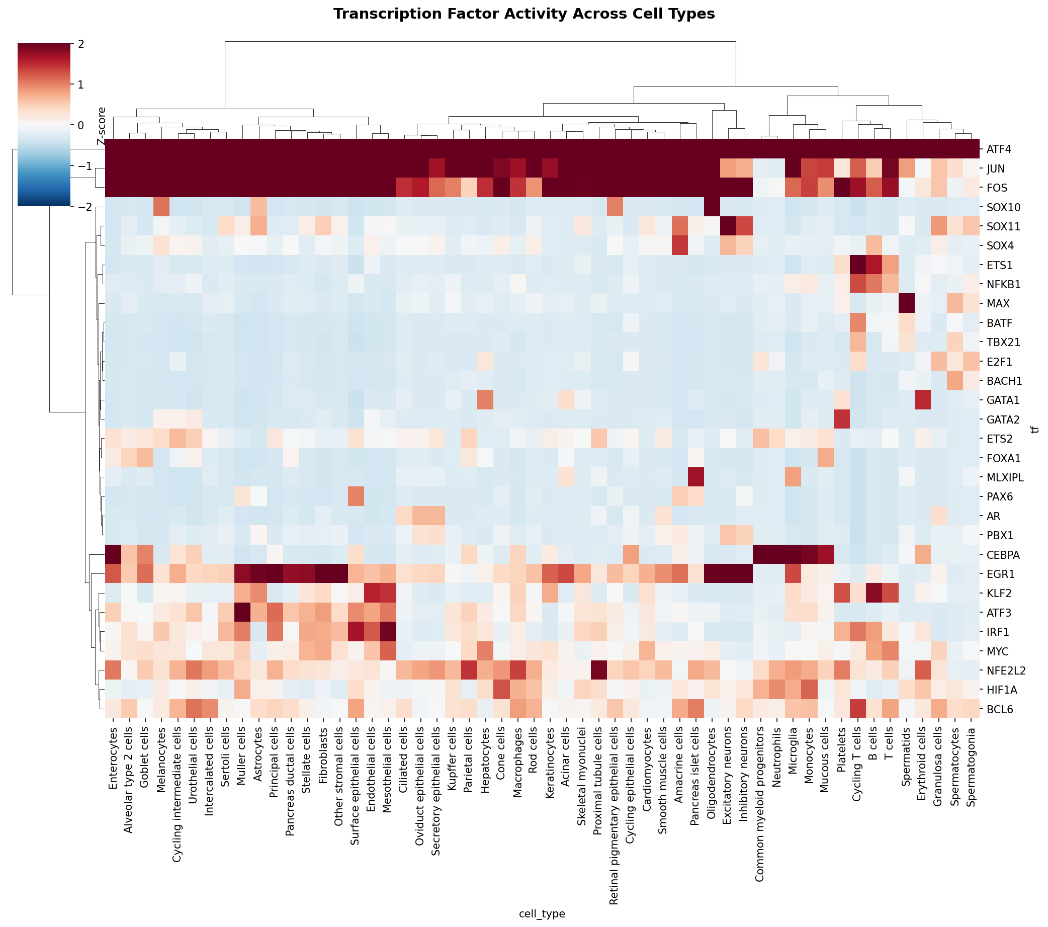 TF Activity Heatmap