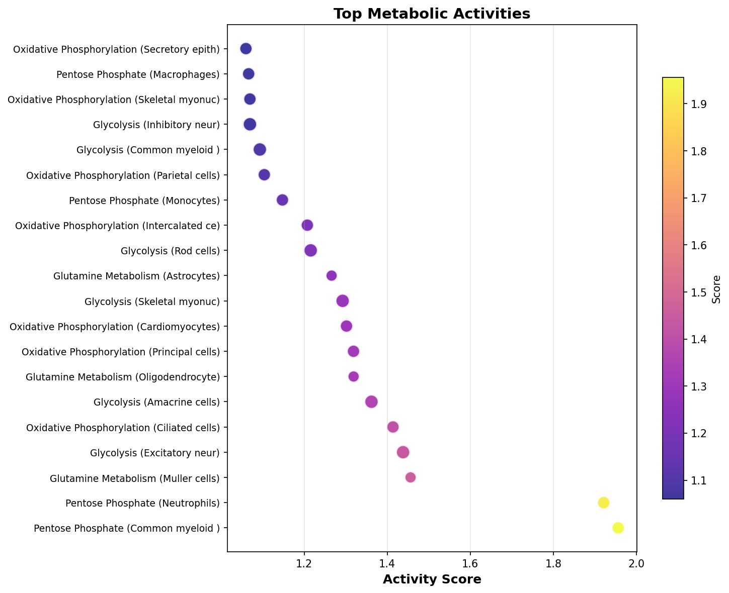 Top Metabolic Activities