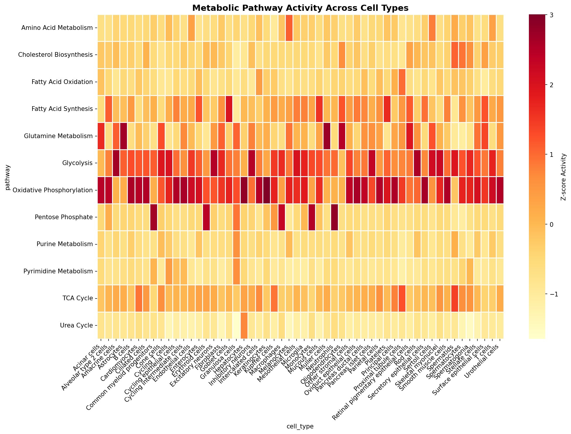 Metabolic Pathway Heatmap