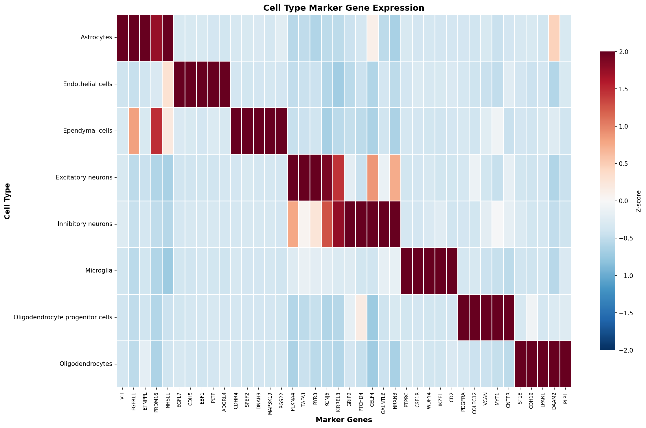 Marker Gene Heatmap