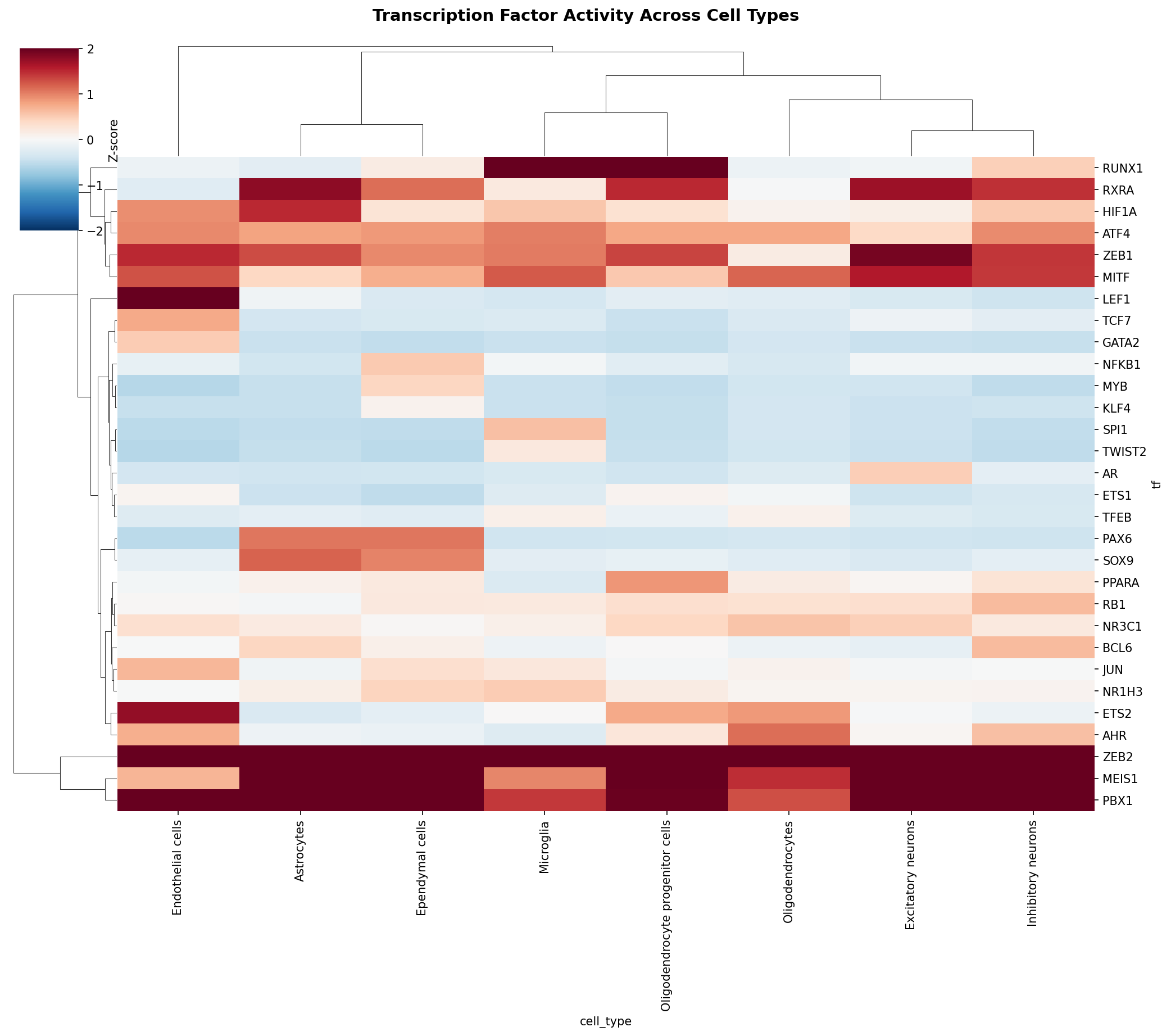 TF Activity Heatmap