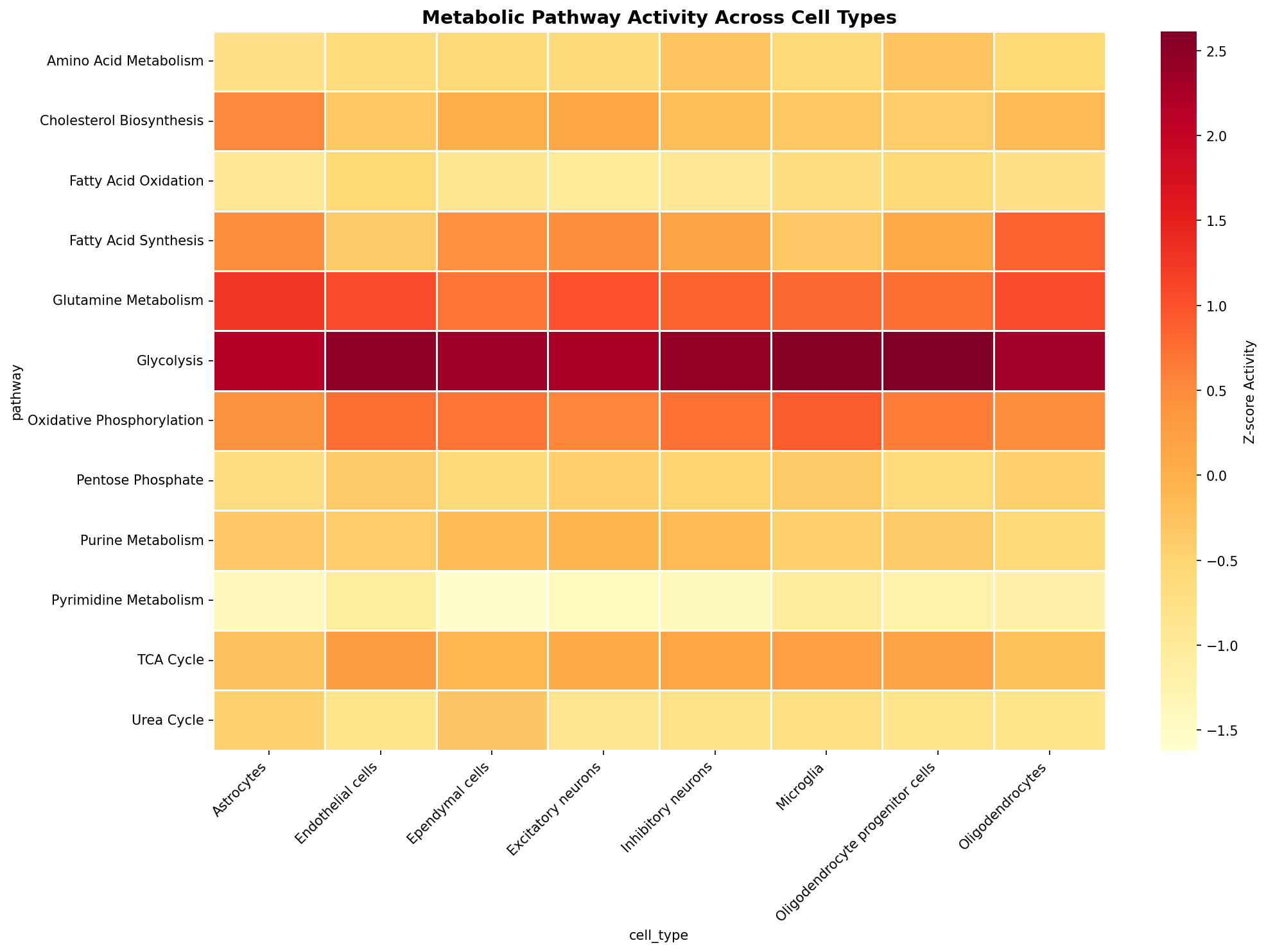 Metabolic Pathway Heatmap