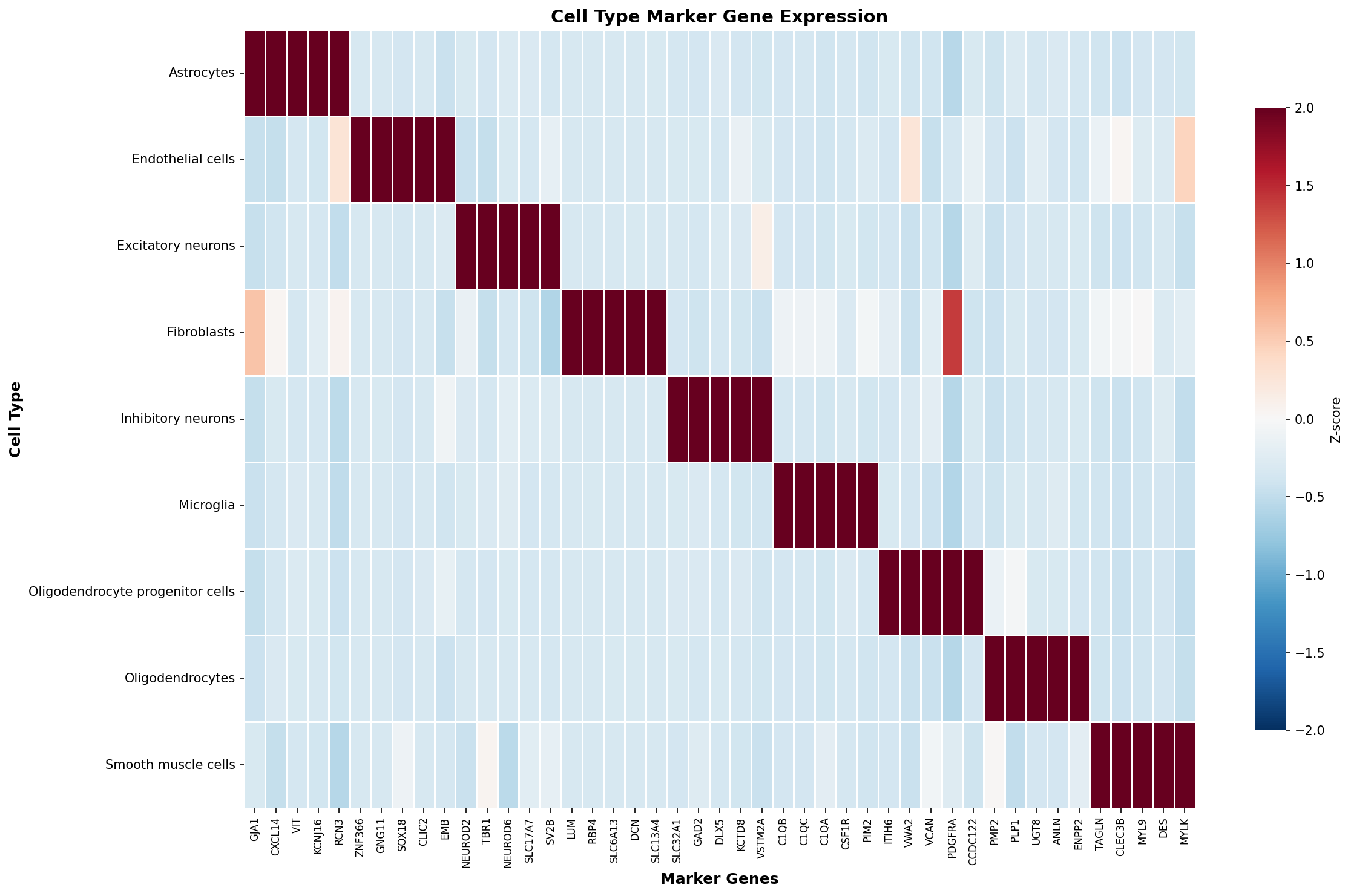 Marker Gene Heatmap