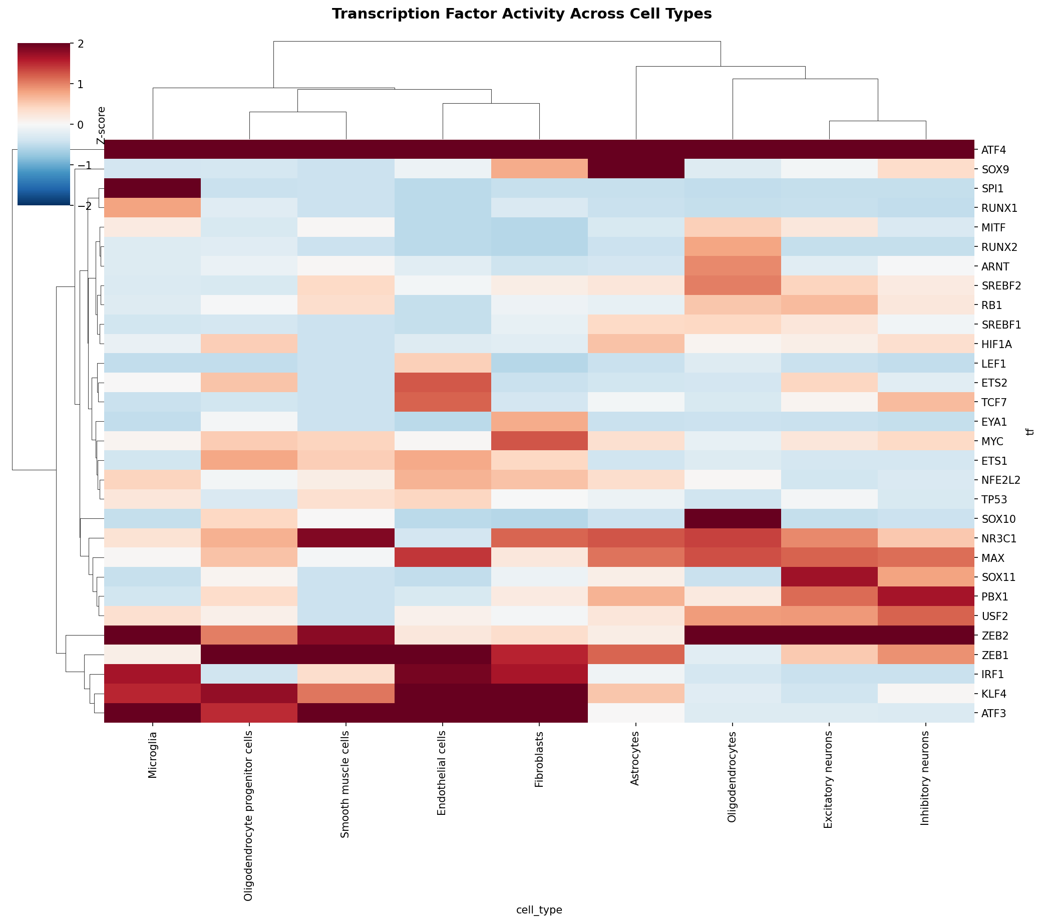 TF Activity Heatmap