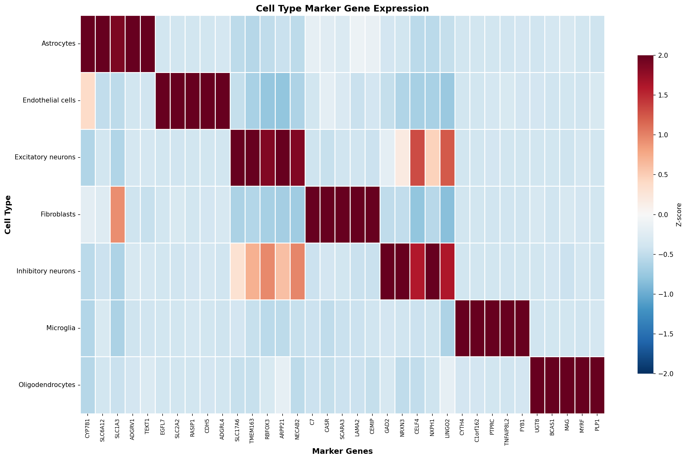 Marker Gene Heatmap