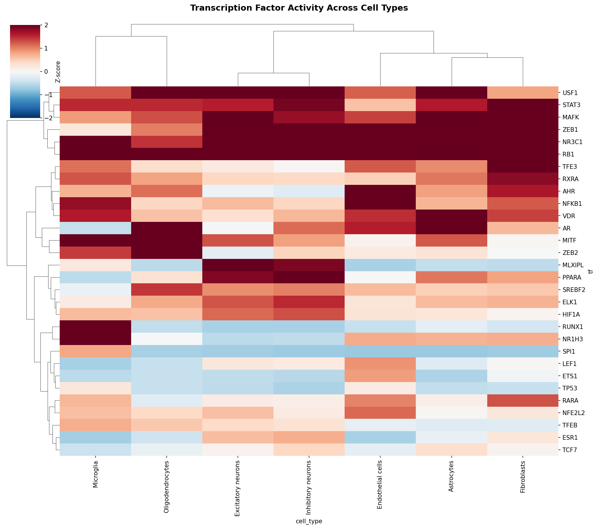 TF Activity Heatmap