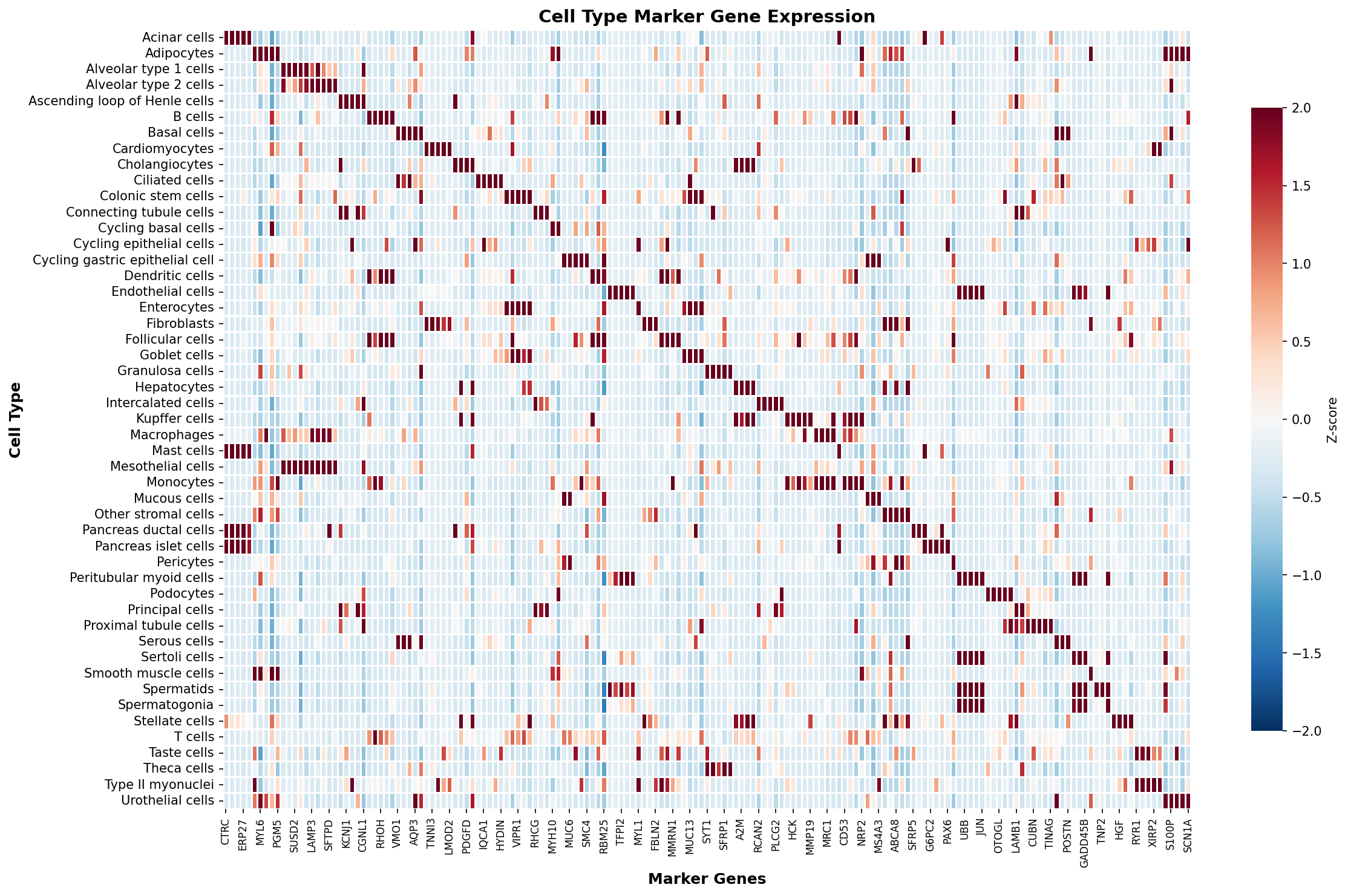 Marker Gene Heatmap