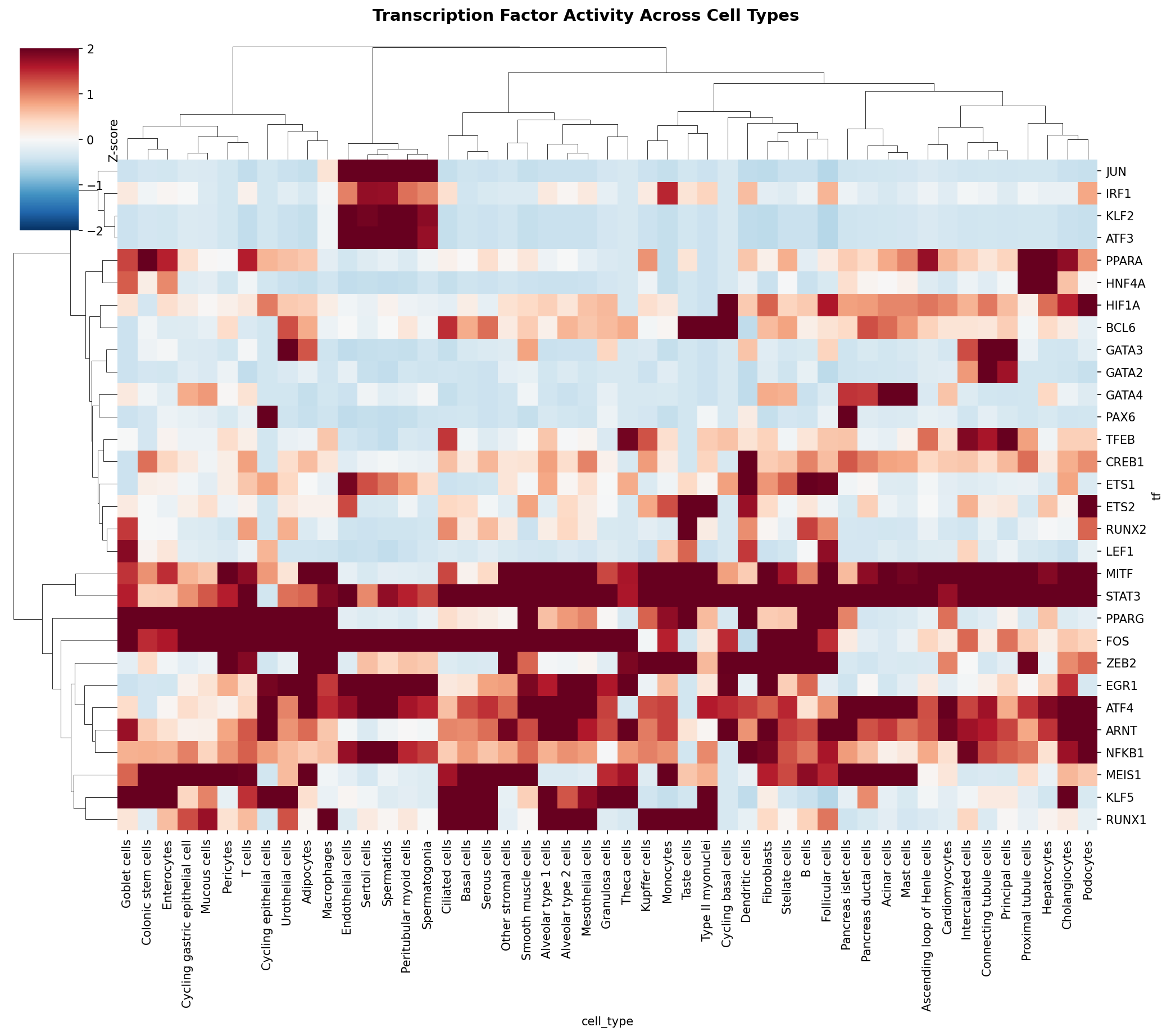 TF Activity Heatmap