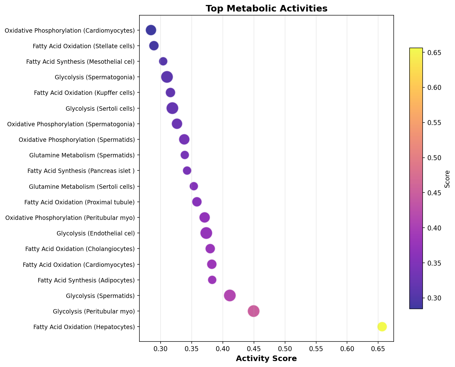 Top Metabolic Activities