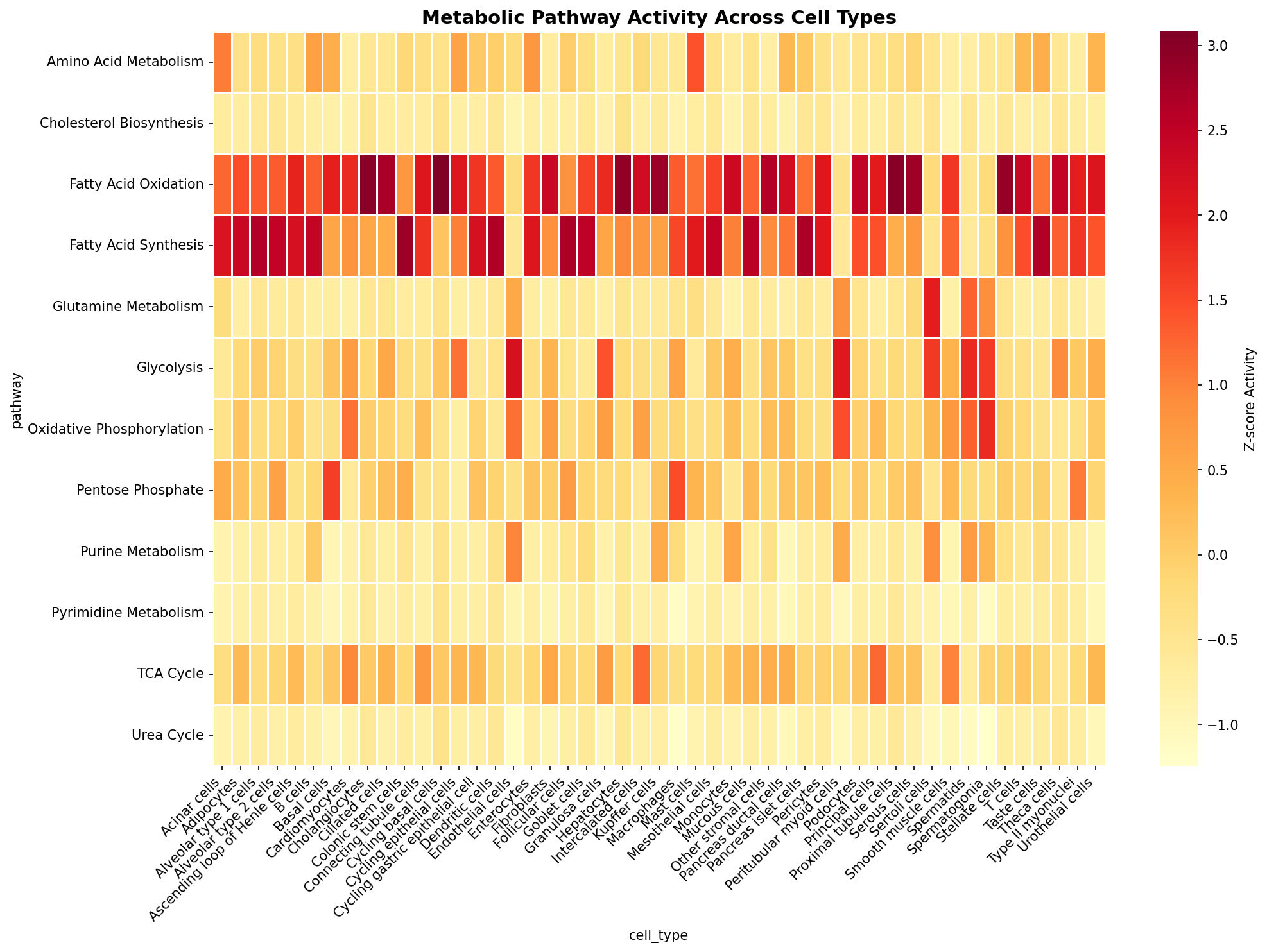 Metabolic Pathway Heatmap