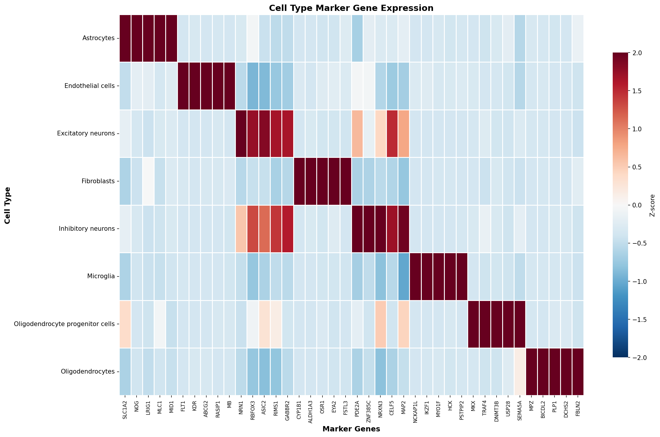 Marker Gene Heatmap