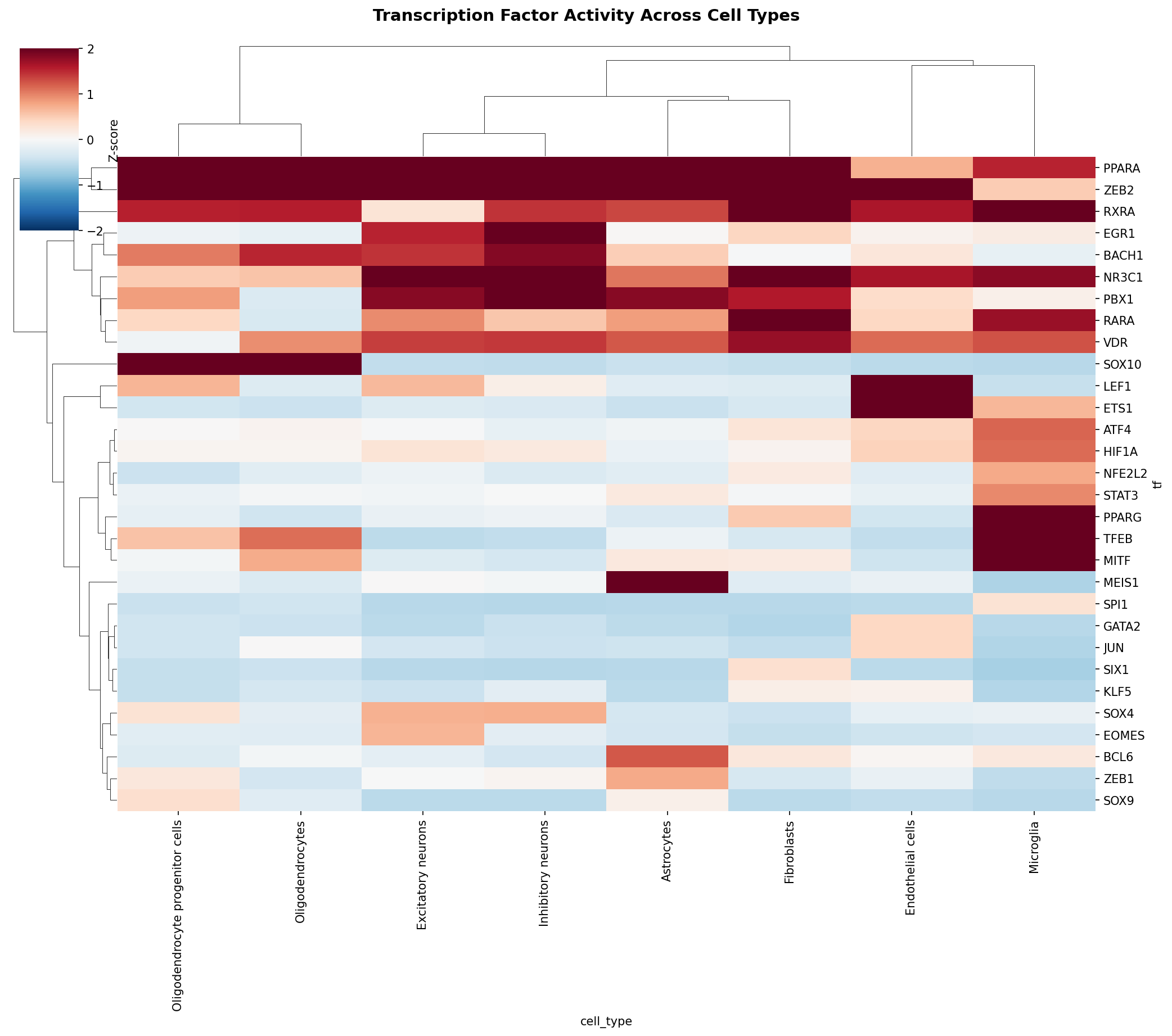 TF Activity Heatmap