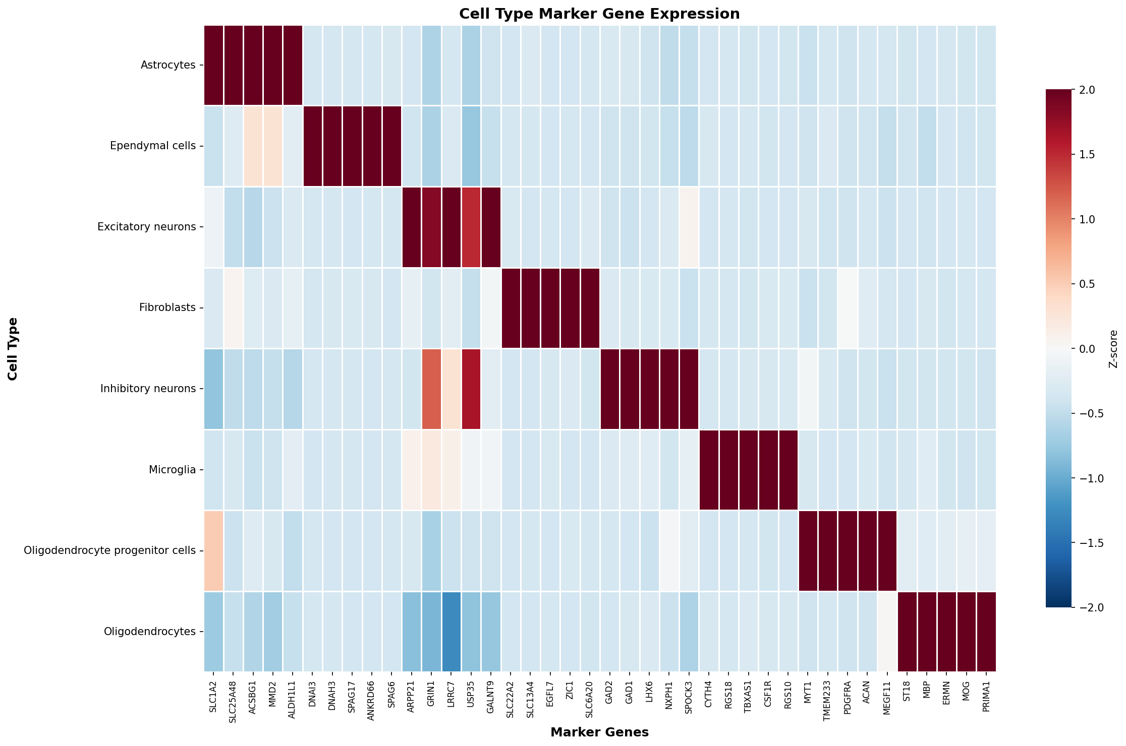 Marker Gene Heatmap