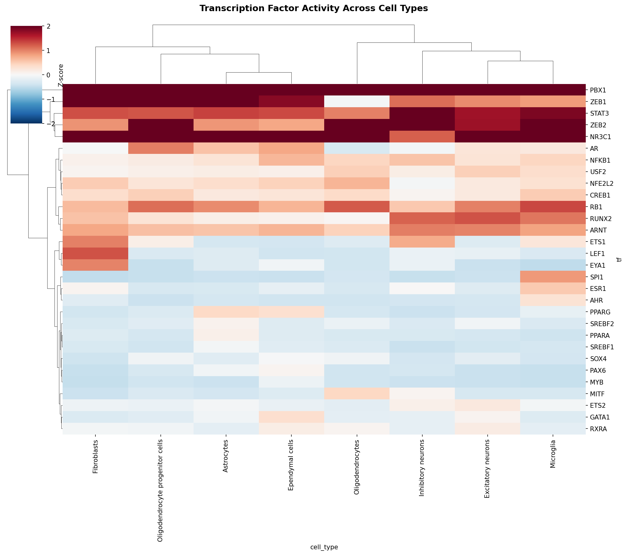 TF Activity Heatmap