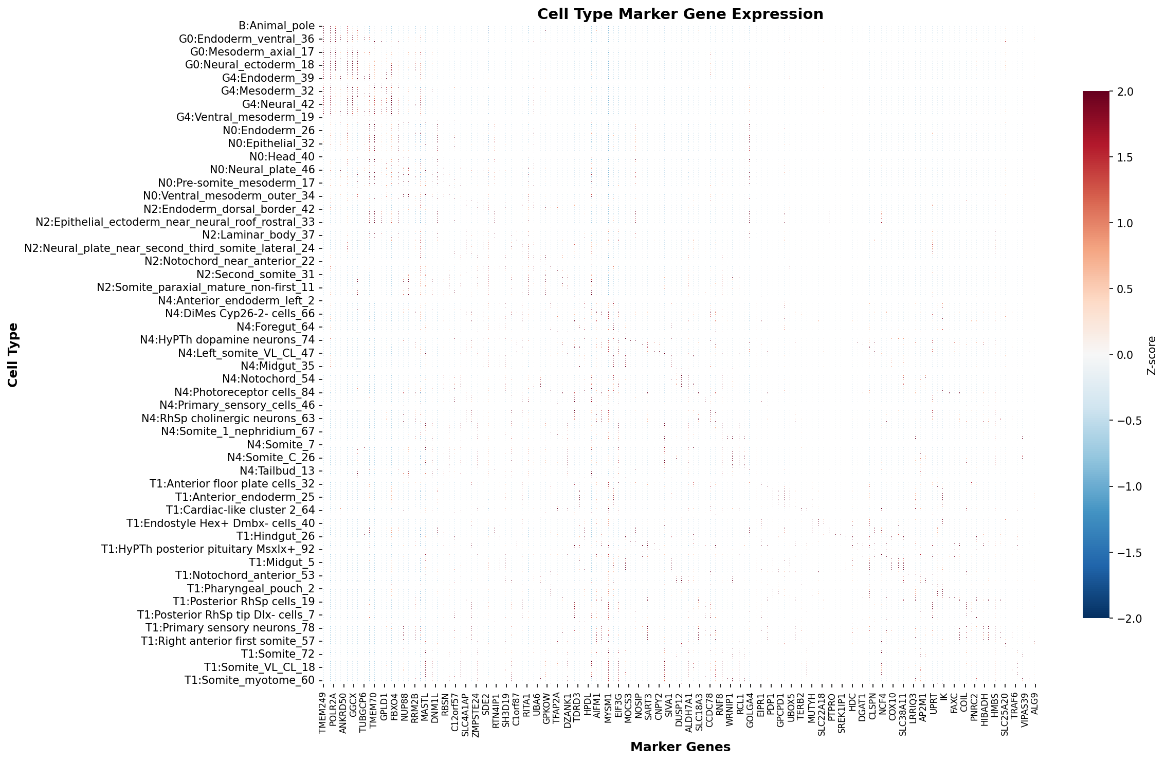 Marker Gene Heatmap