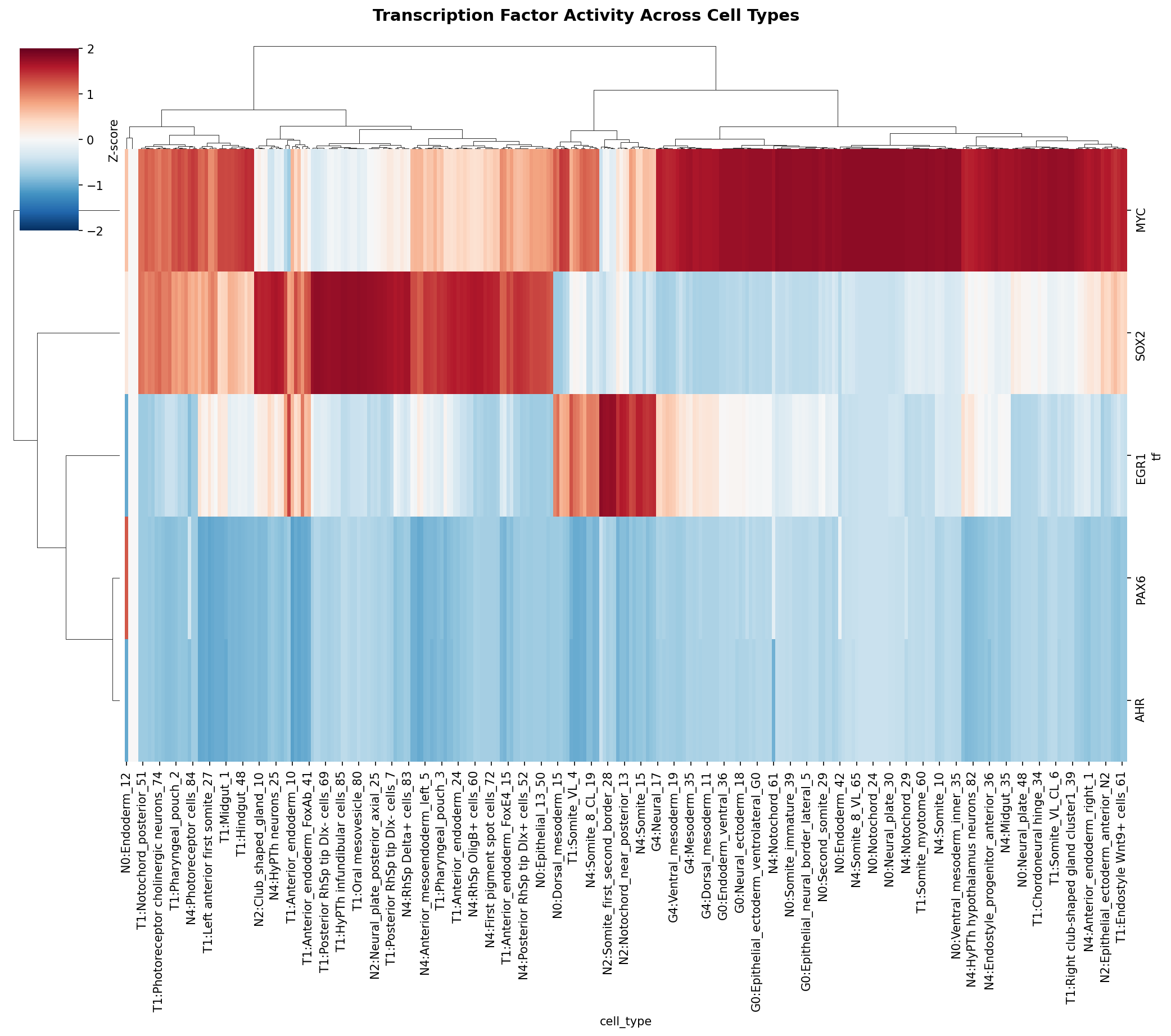TF Activity Heatmap