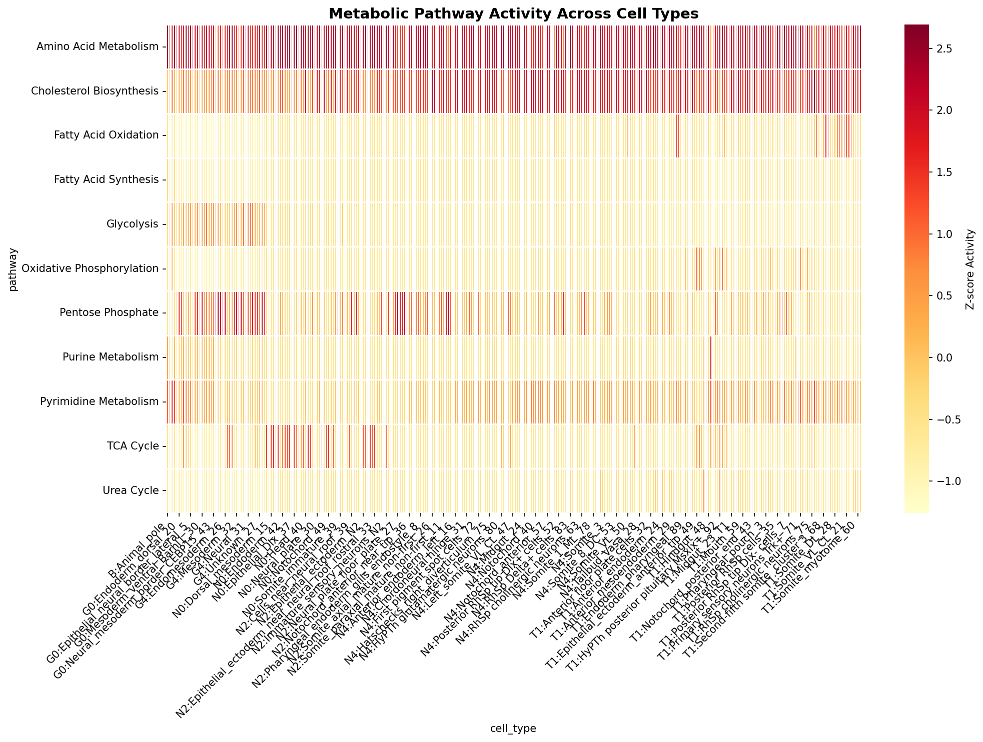 Metabolic Pathway Heatmap