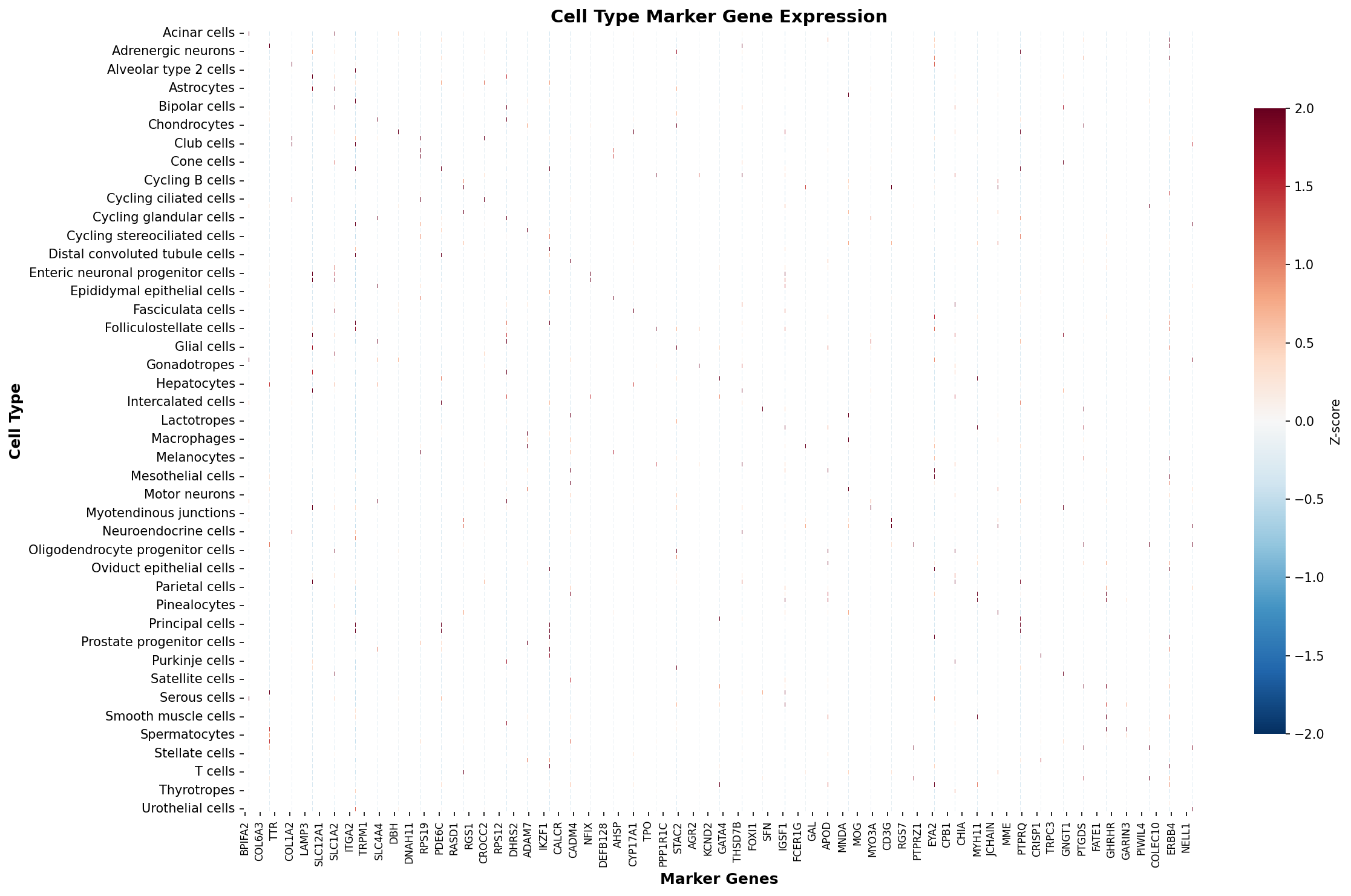 Marker Gene Heatmap