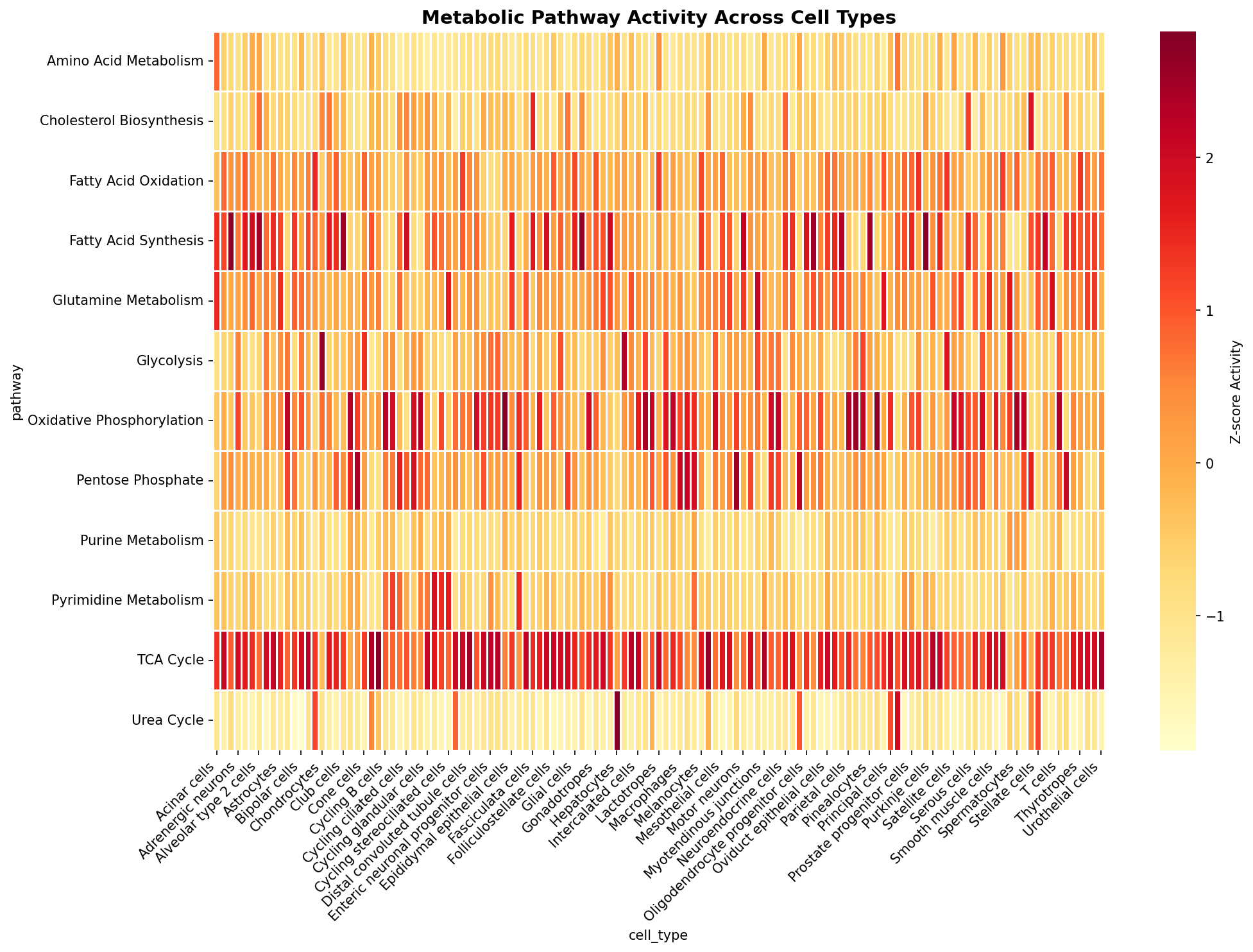 Metabolic Pathway Heatmap