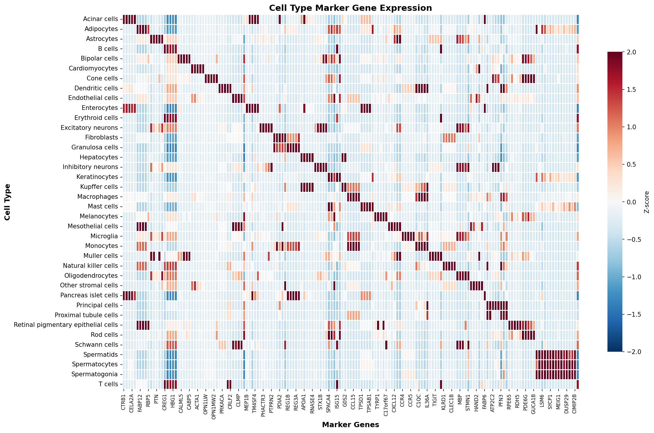 Marker Gene Heatmap