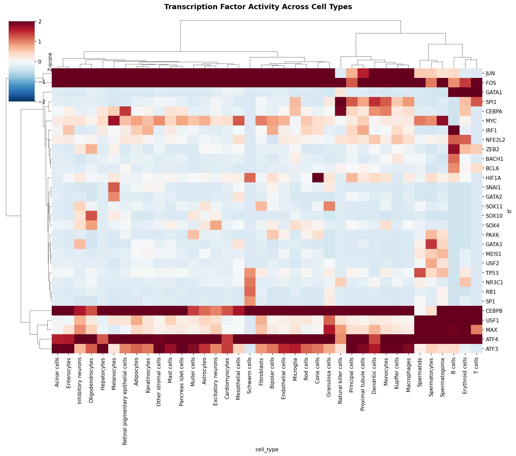 TF Activity Heatmap