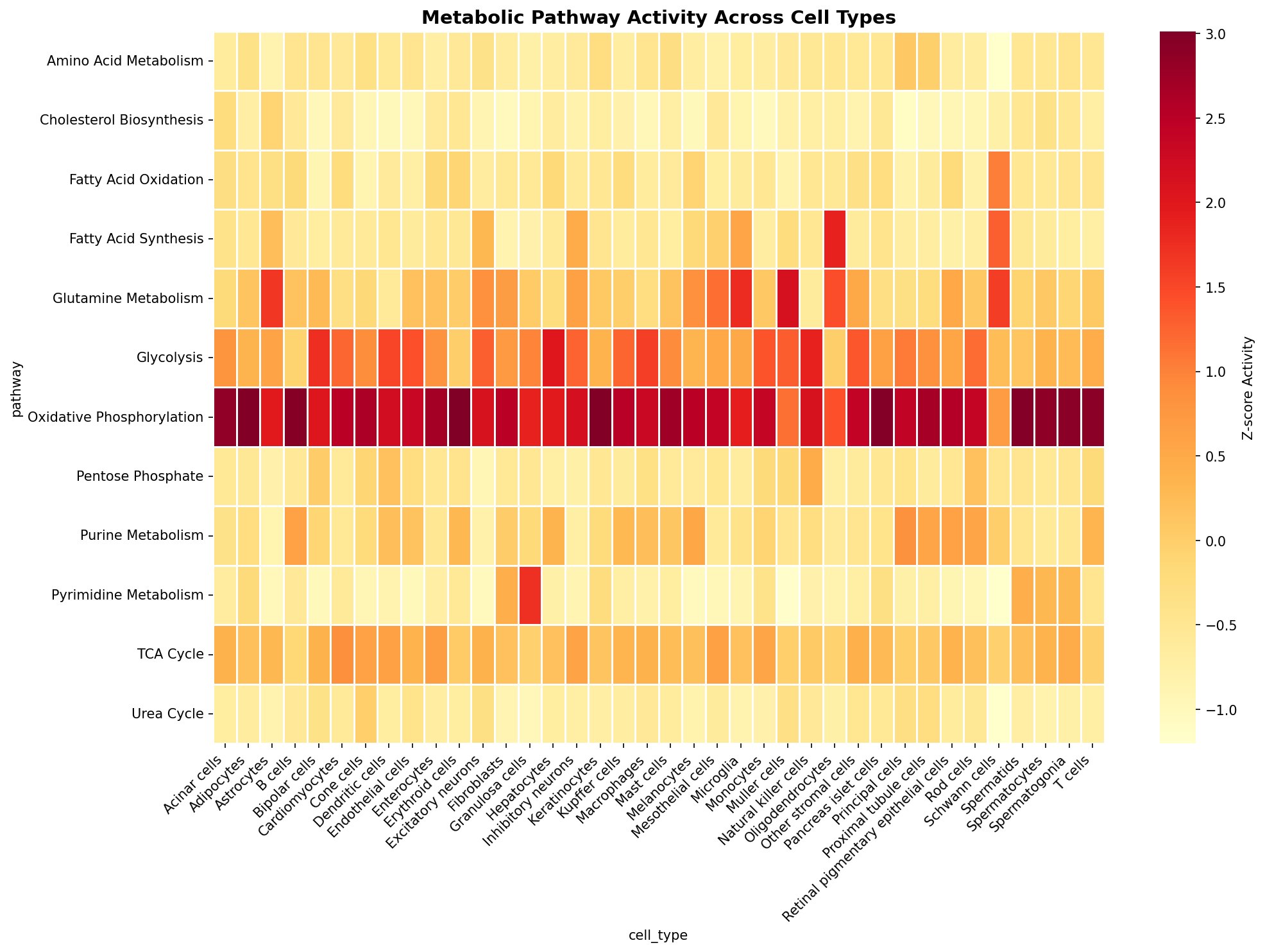 Metabolic Pathway Heatmap