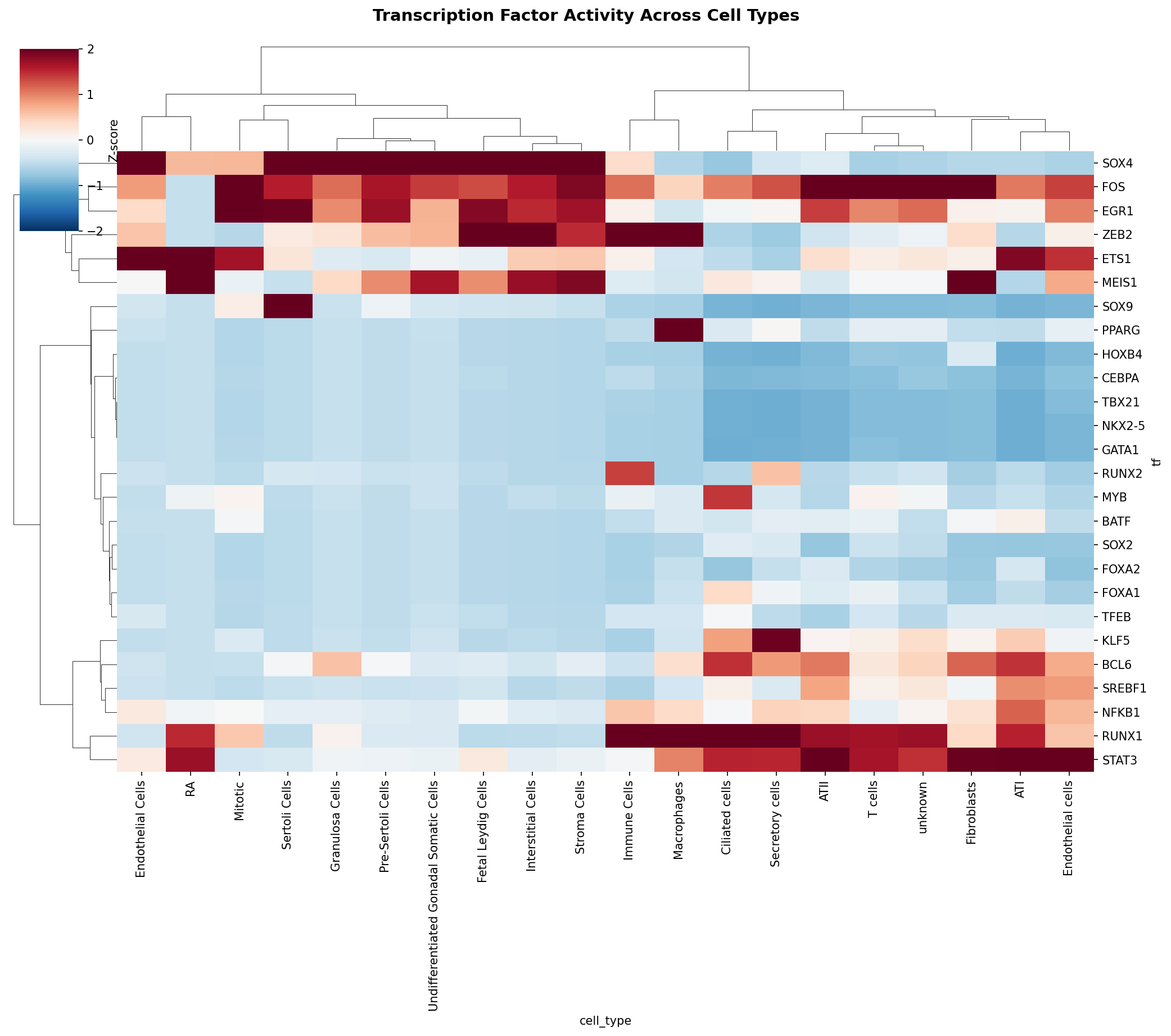 TF Activity Heatmap
