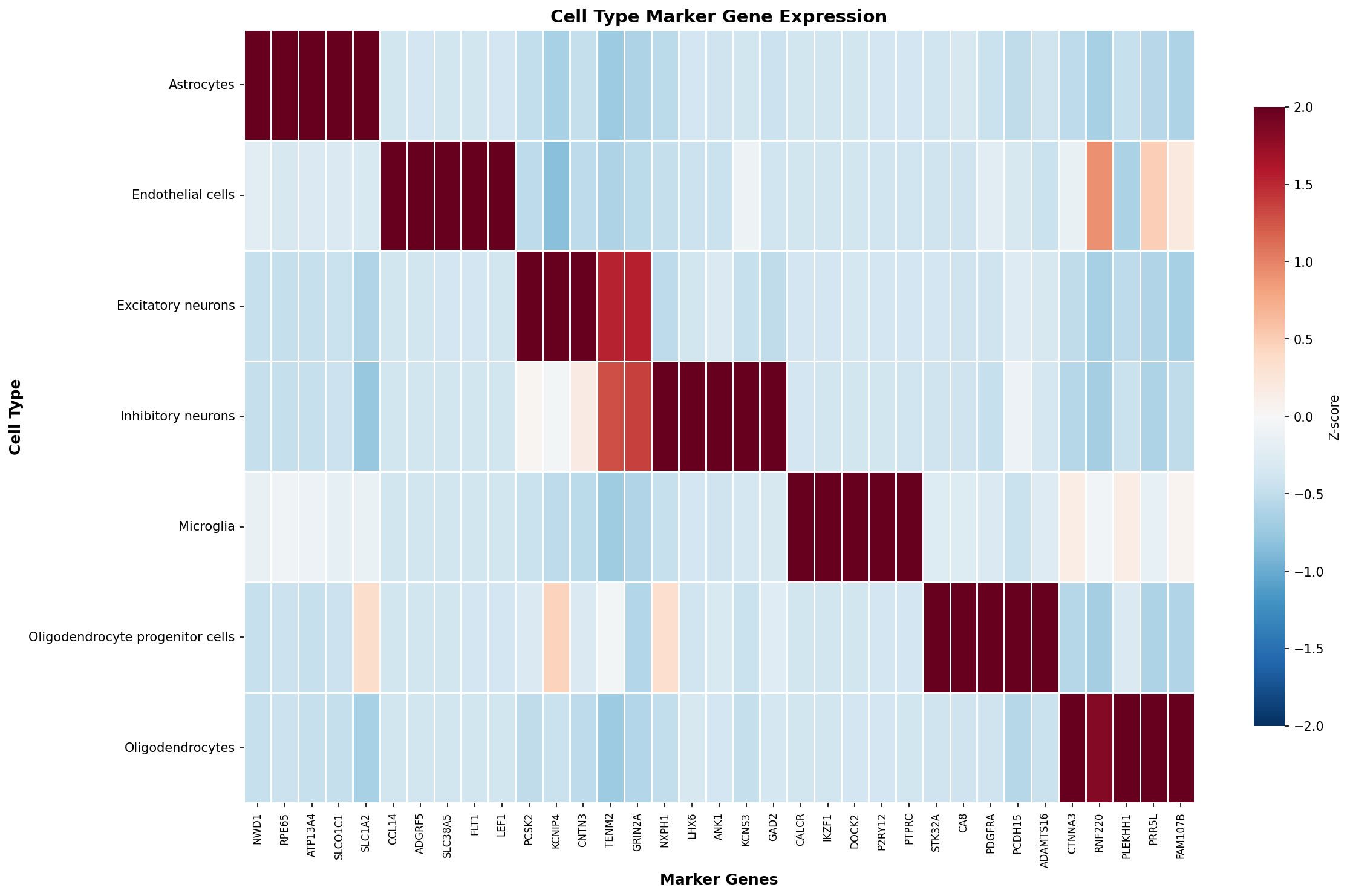 Marker Gene Heatmap