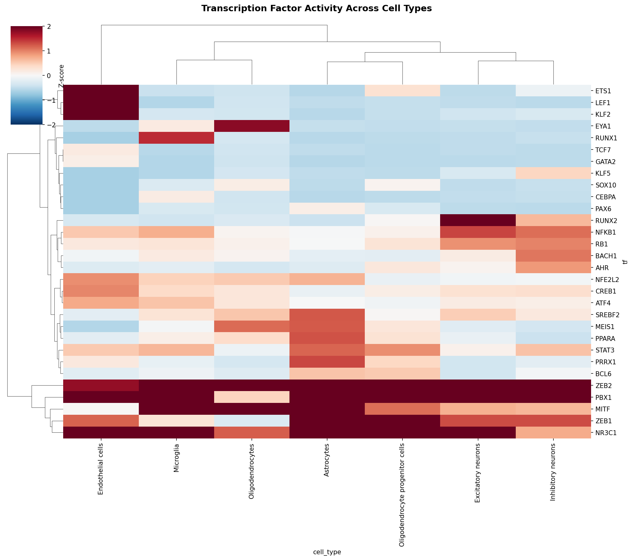 TF Activity Heatmap